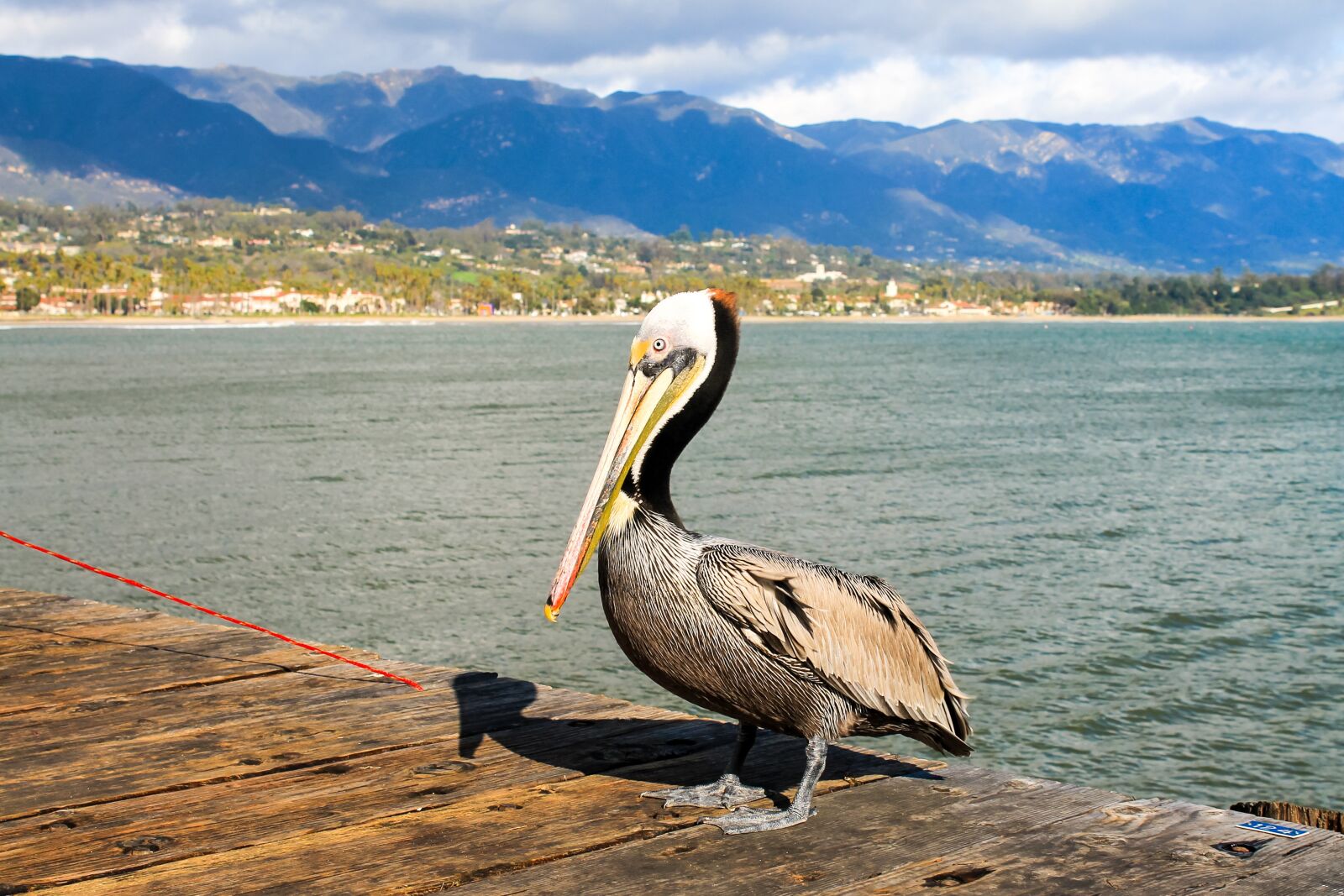 Canon EOS 1100D (EOS Rebel T3 / EOS Kiss X50) sample photo. Pelican, santa barbara, california photography