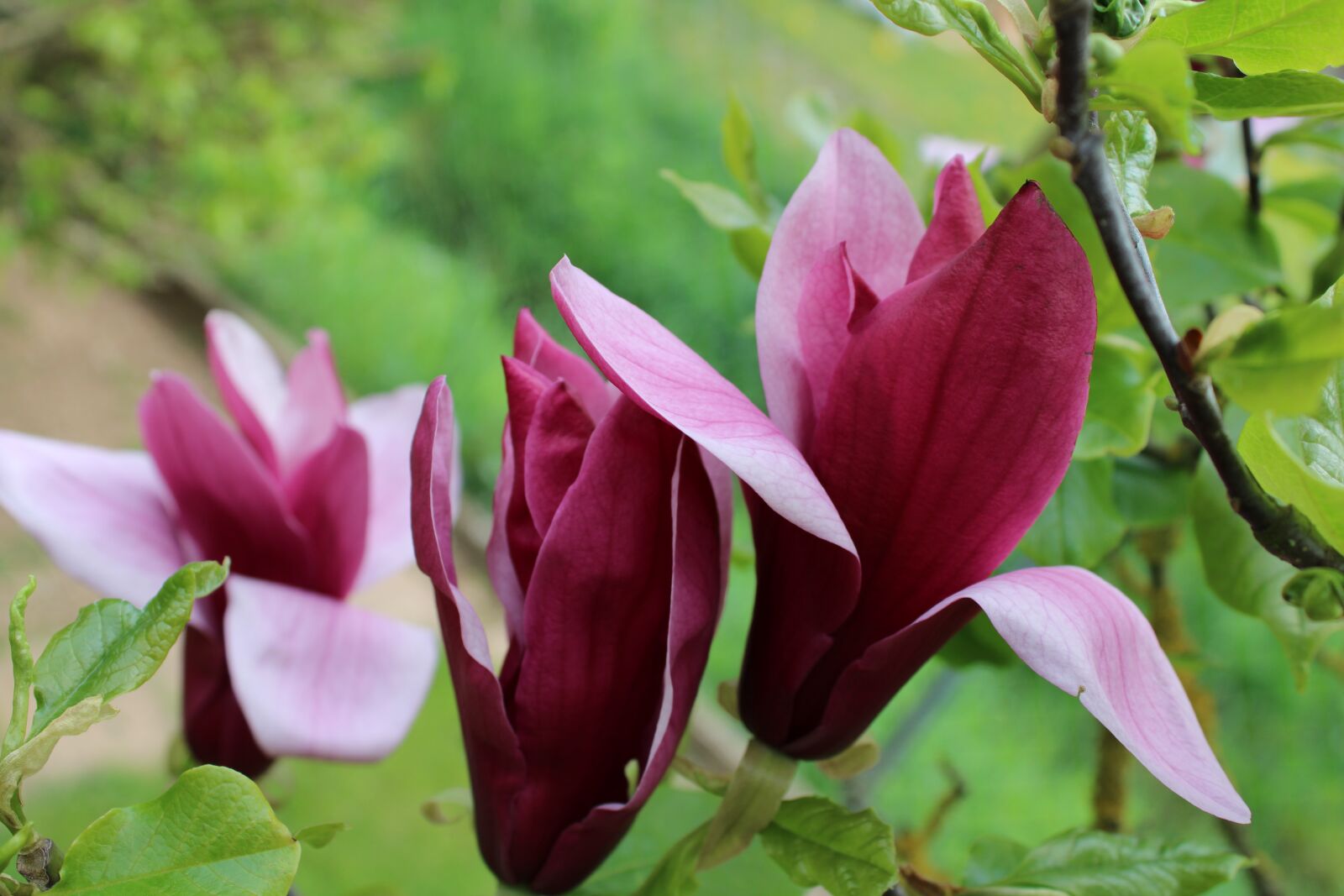 Canon EOS 2000D (EOS Rebel T7 / EOS Kiss X90 / EOS 1500D) sample photo. Magnolia, pink, flowers photography