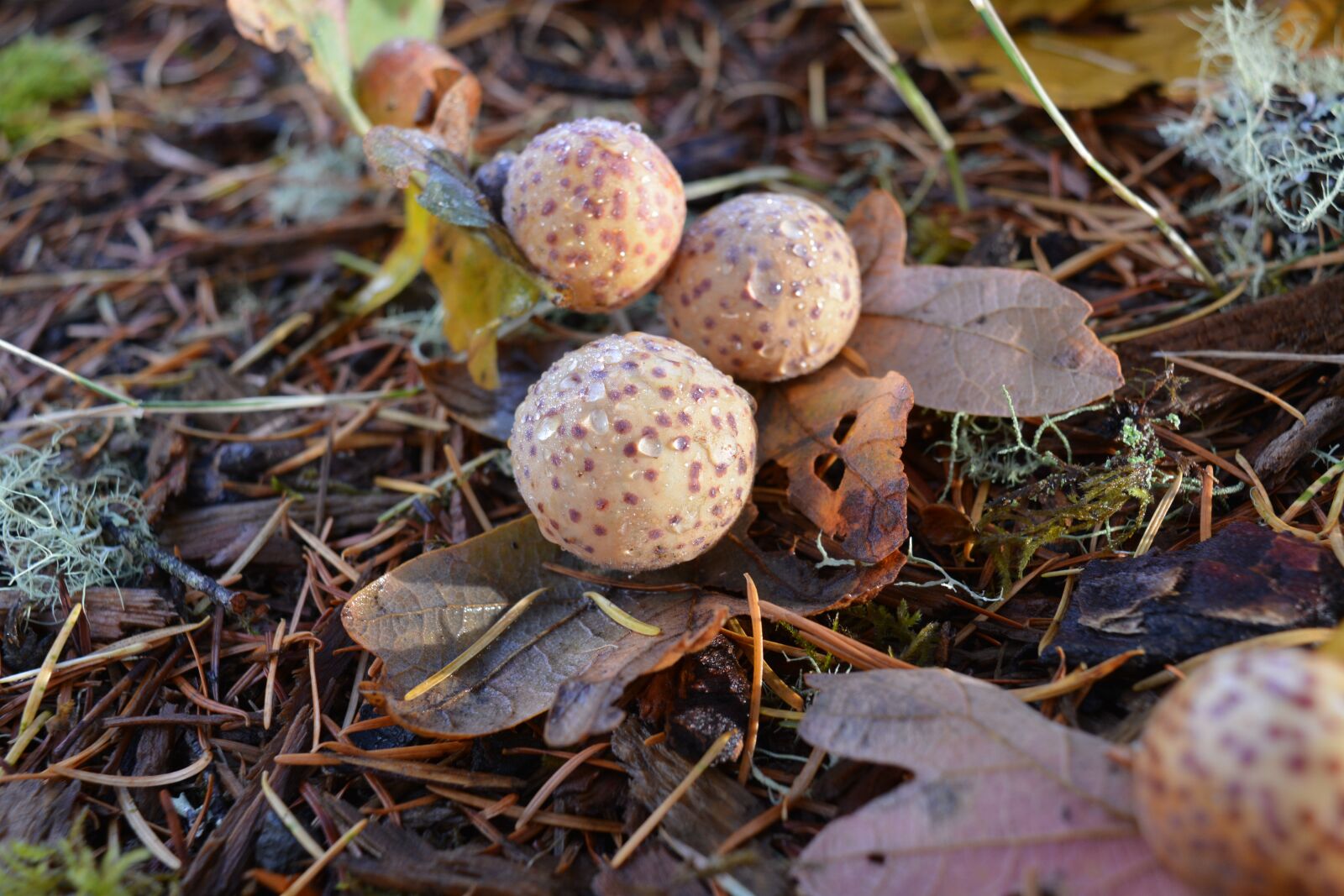 Nikon D5200 sample photo. Oak, oregon, hagg lake photography