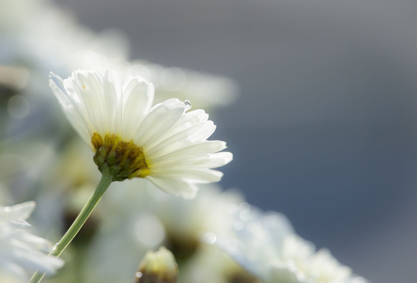 Canon EF-S 55-250mm F4-5.6 IS STM sample photo. White, flower, daisy photography