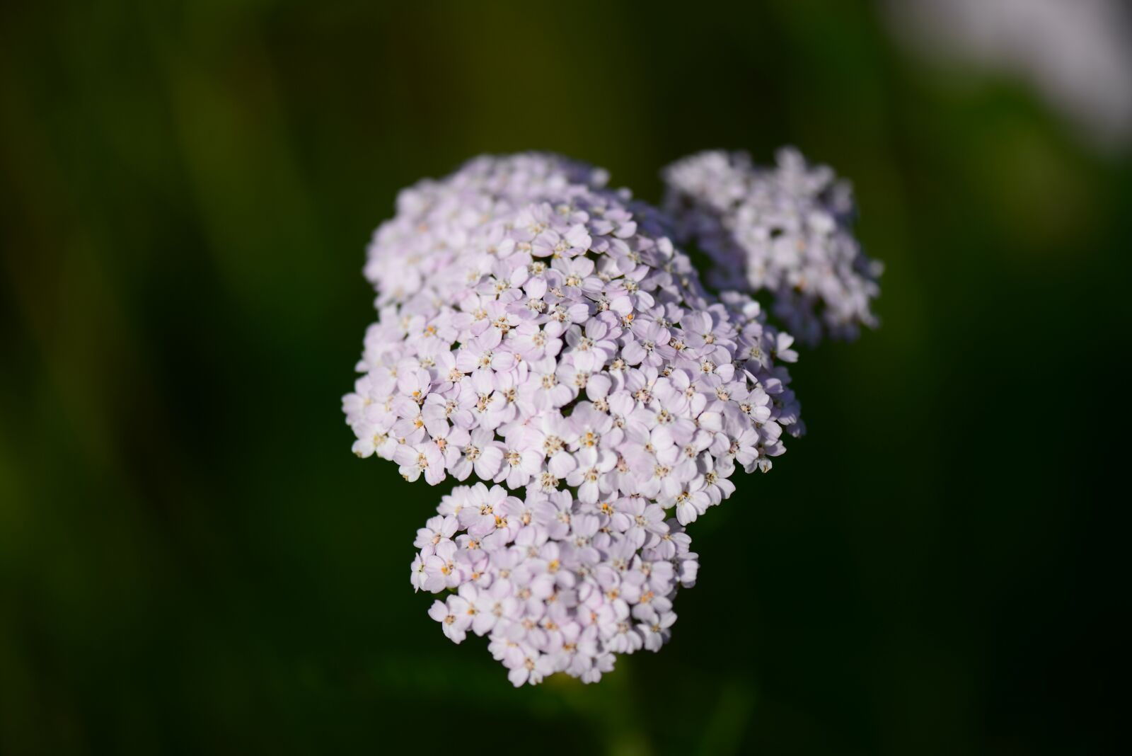 Nikon D610 sample photo. Yarrow, pink, close up photography