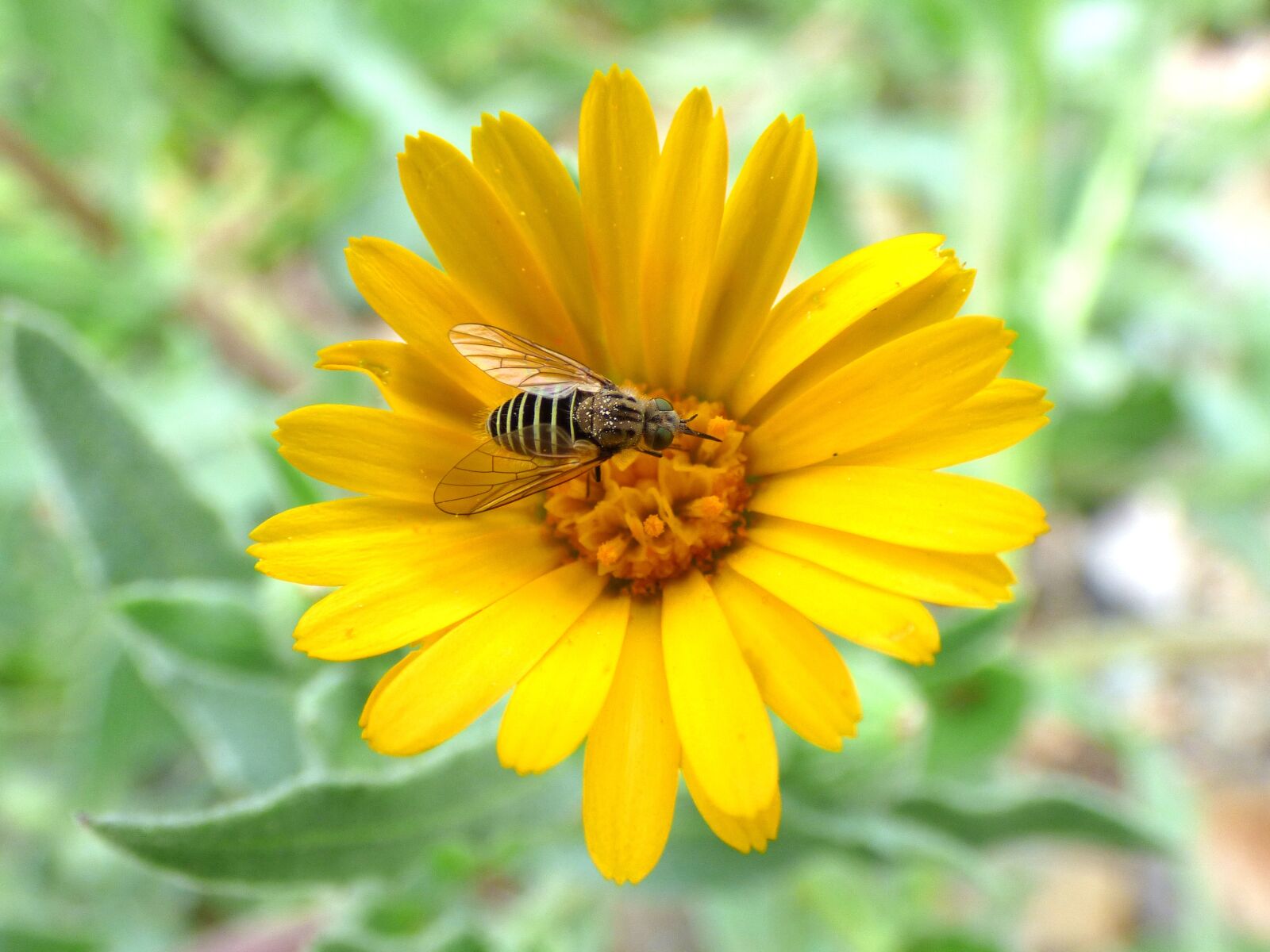Panasonic Lumix DMC-FZ70 sample photo. Hoverfly, syrphidae, libar photography