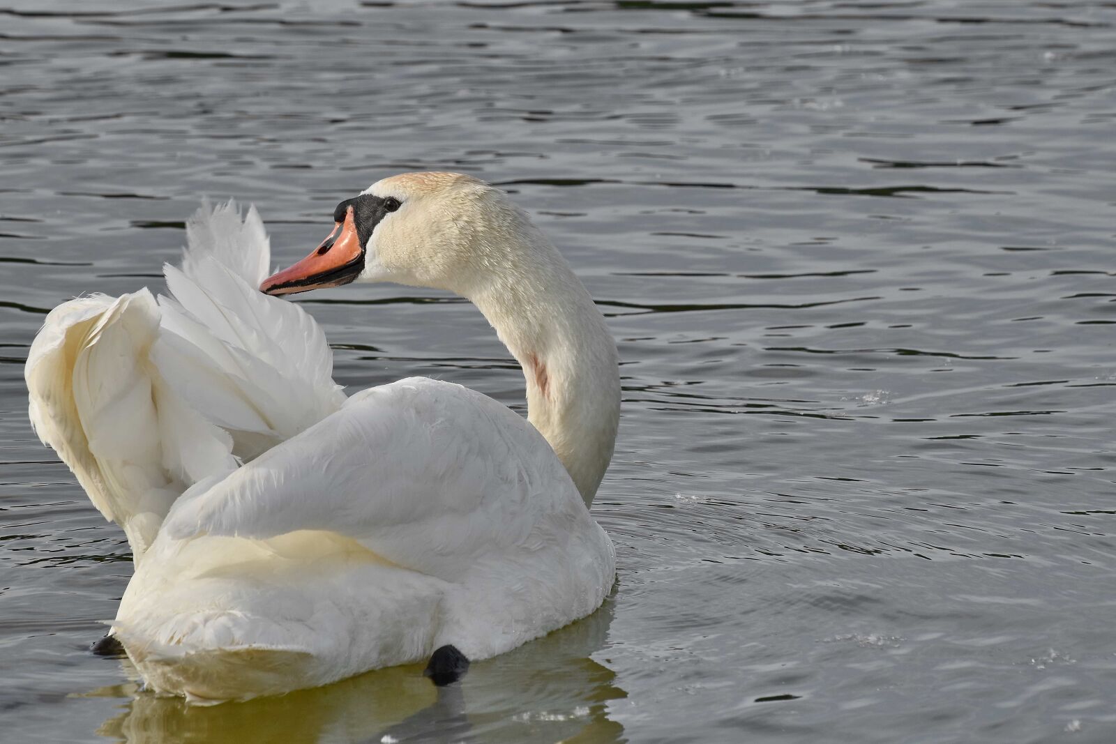Nikon D5500 sample photo. Feather, swan, swimming, wings photography