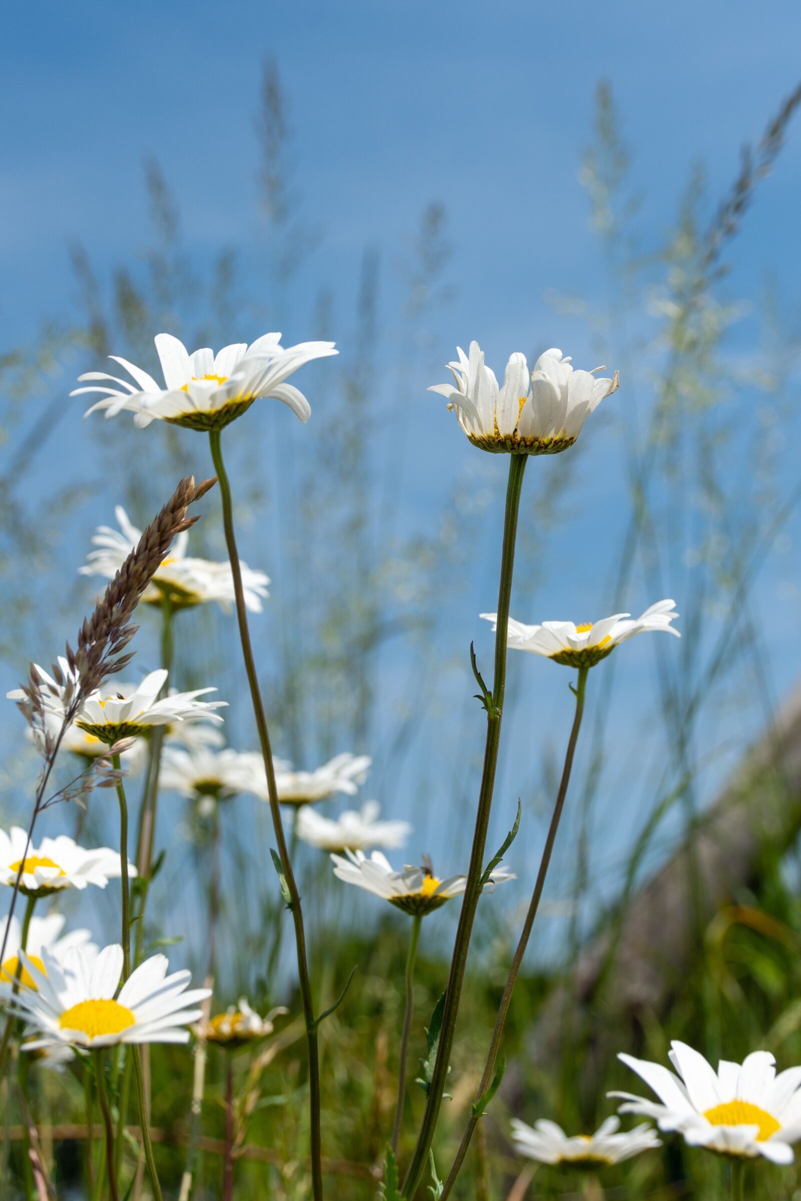 Nikon D7200 sample photo. Flowers, margriet, nature photography
