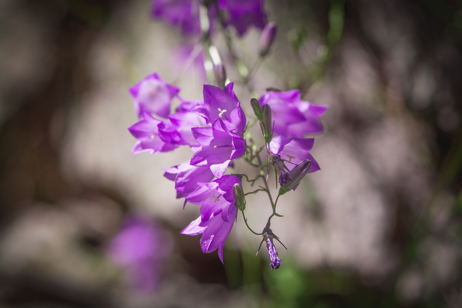Nikon D7100 sample photo. Bellflower, purple, purple bellflower photography
