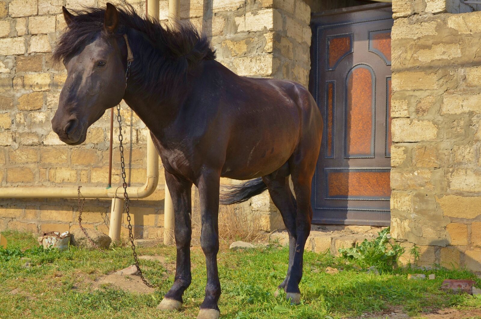 Nikon D7000 sample photo. Horse, animal, horseback photography
