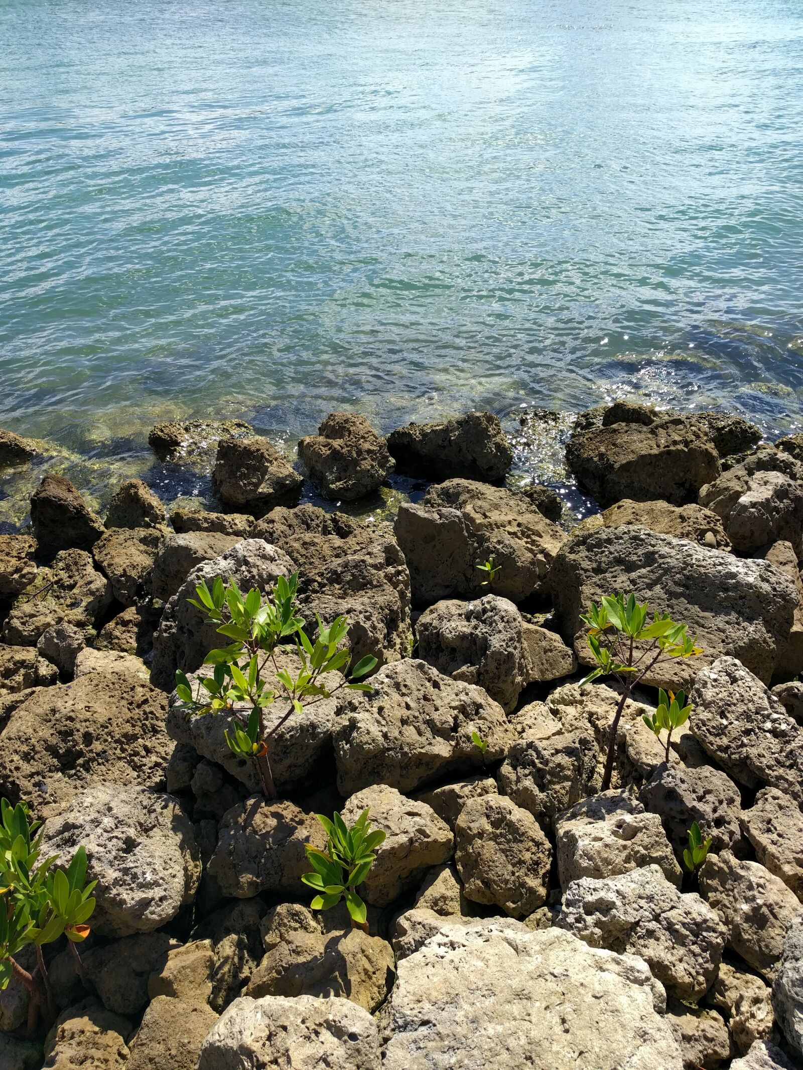 LG Nexus 5X sample photo. Ocean, water, rocks photography