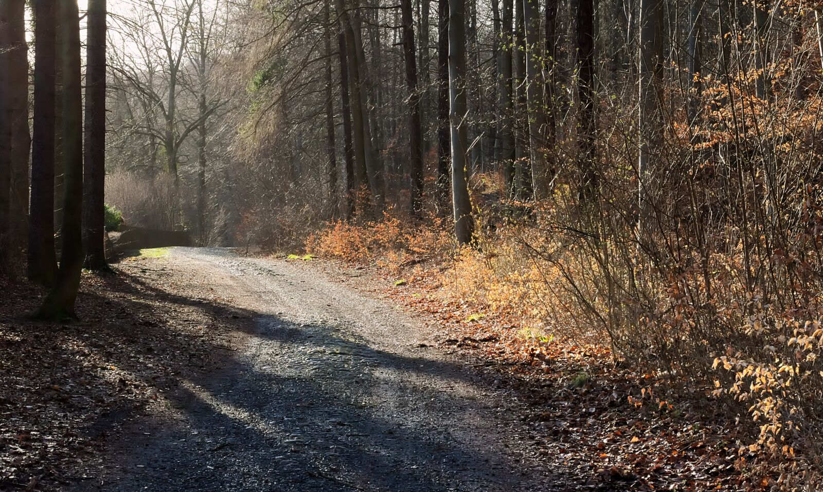 Nikon D3300 sample photo. Forest path, evening sun photography