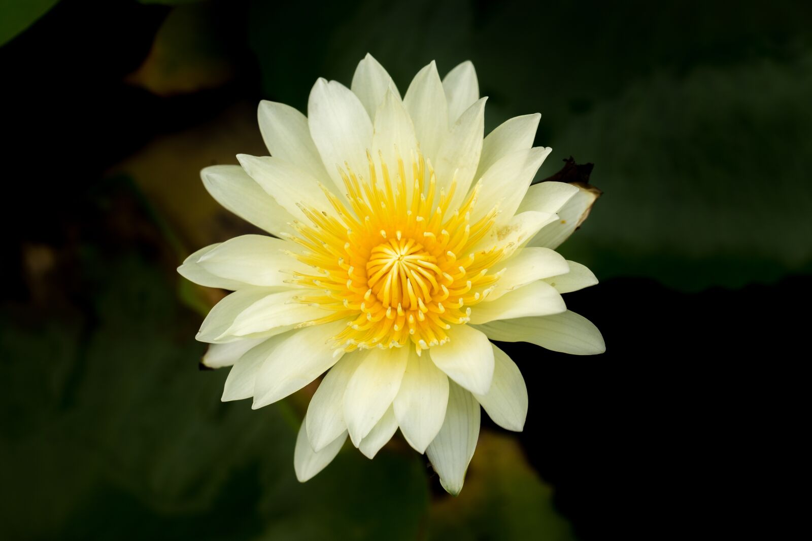 Canon EF 100mm F2.8L Macro IS USM sample photo. Water lily, nuphar lutea photography