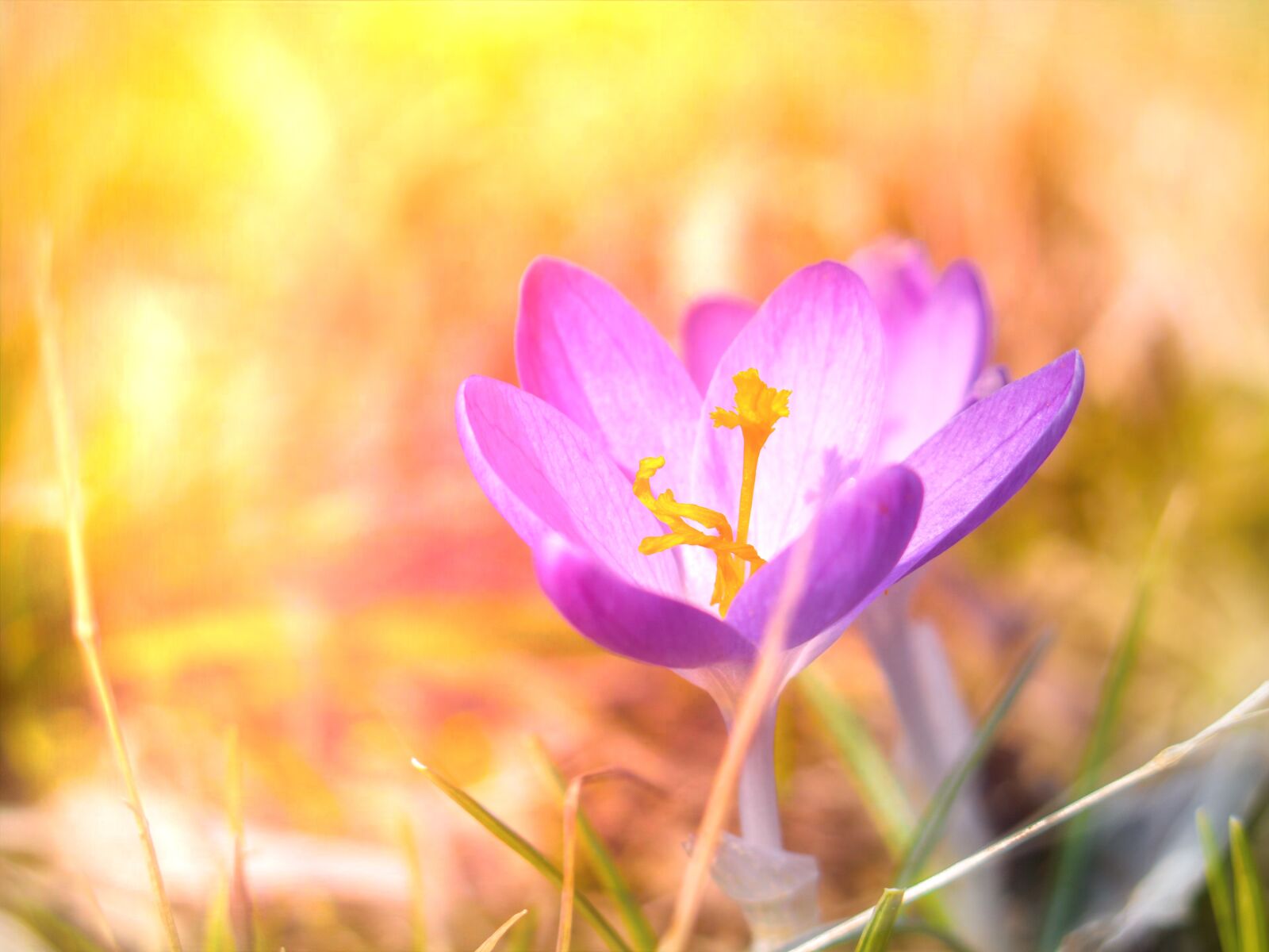 Canon PowerShot G16 sample photo. Crocus, spring, nature photography
