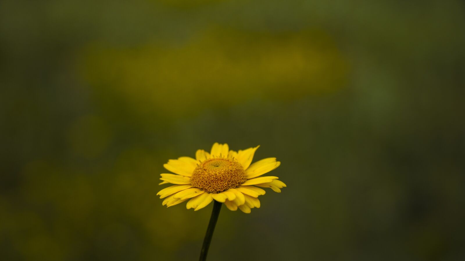 Canon EOS 750D (EOS Rebel T6i / EOS Kiss X8i) sample photo. Sunflower, yellow, flower photography