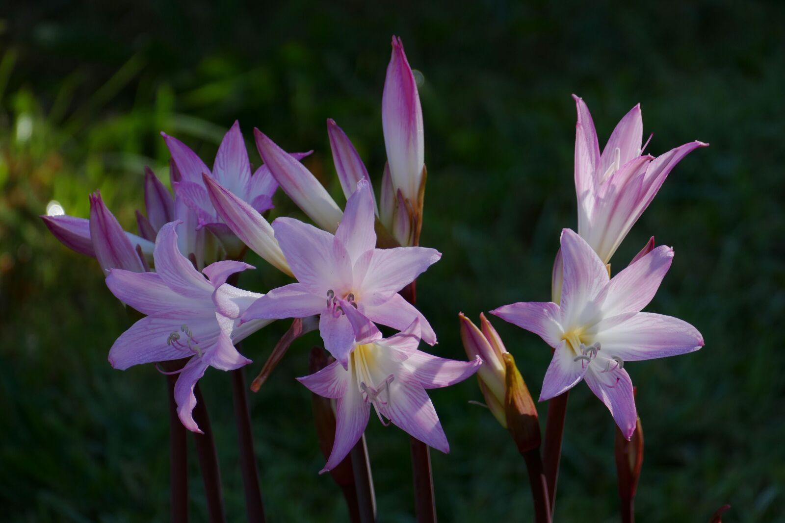 Panasonic Lumix DMC-FZ1000 sample photo. Flower, lily, purple photography