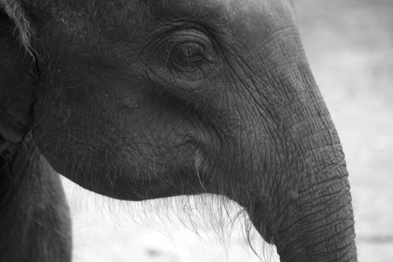 Nikon D800 sample photo. Elephant, vishnu, vasu photography