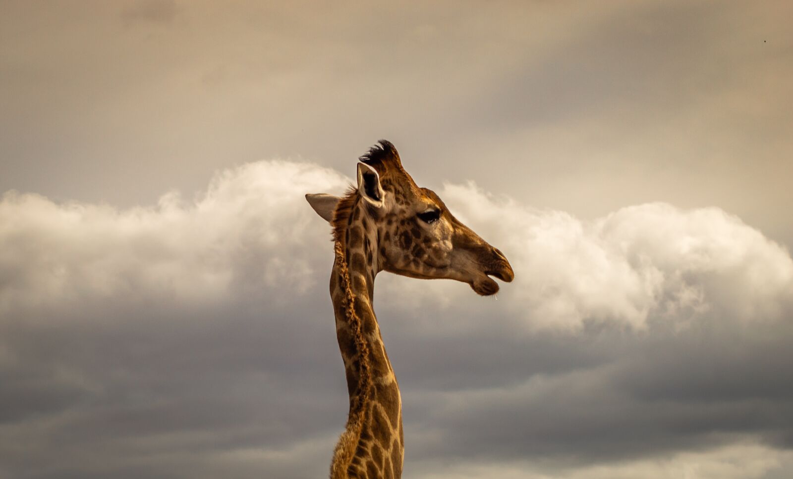 Nikon D3200 sample photo. Giraffe, portrait, safari photography
