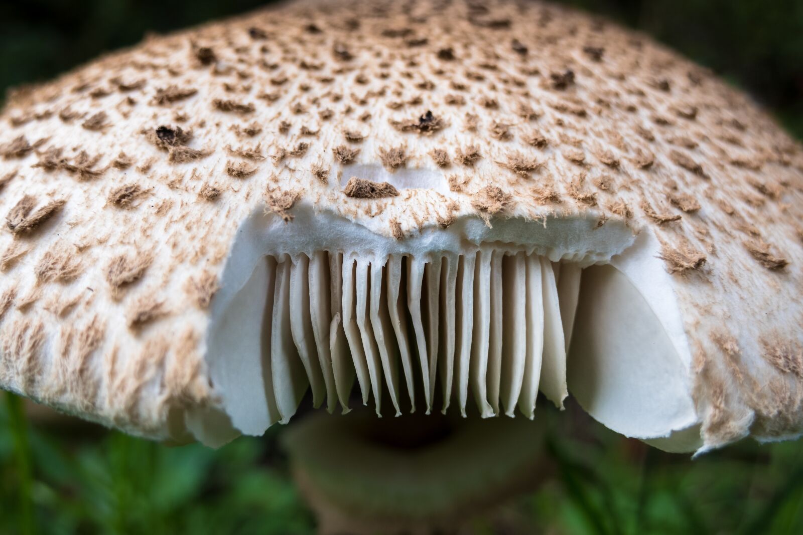Canon PowerShot G3 X sample photo. Parasol, schirmling, lamellar photography