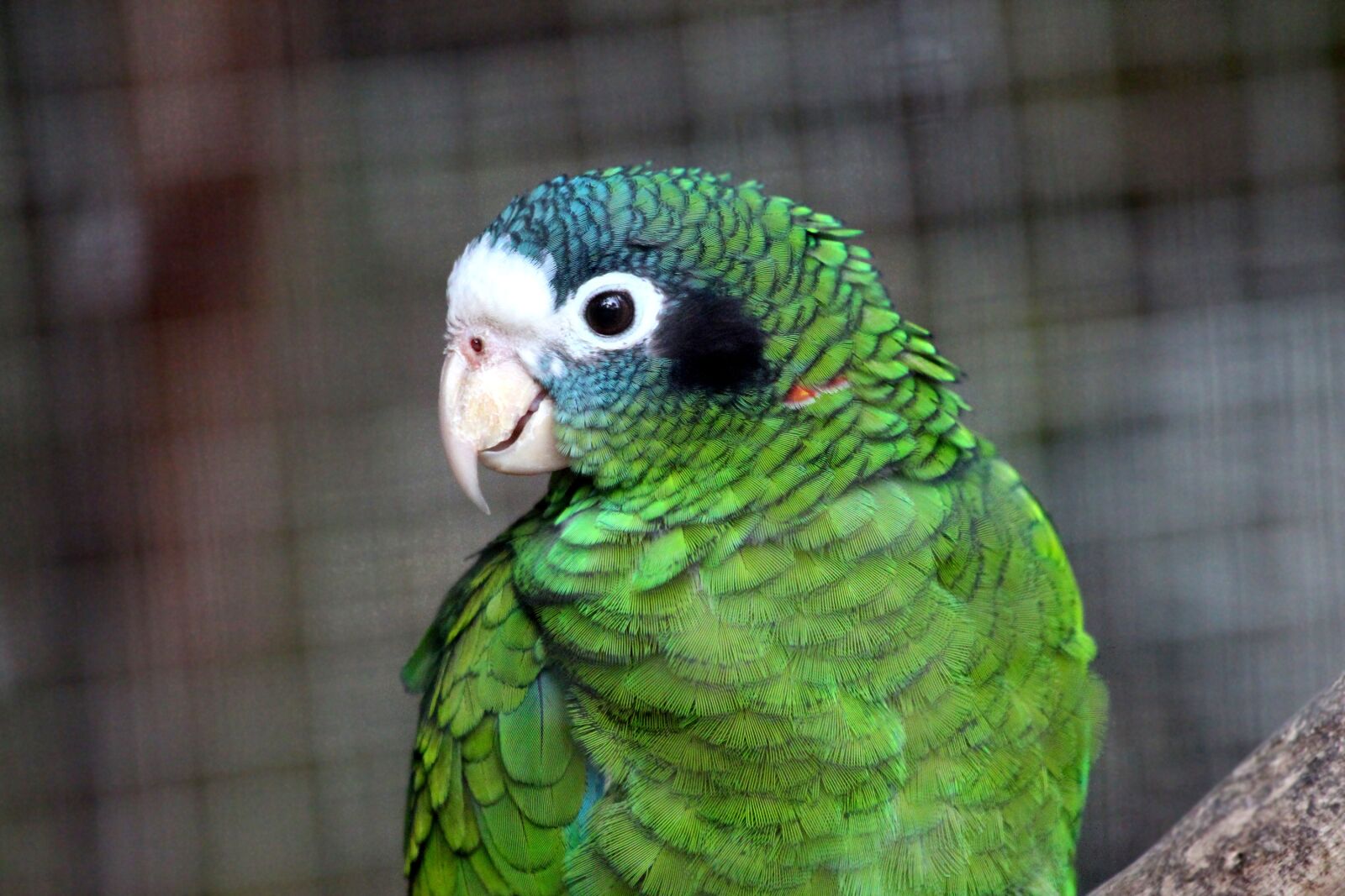 Canon EOS 650D (EOS Rebel T4i / EOS Kiss X6i) sample photo. Amazon, parrot, amazona ventralis photography