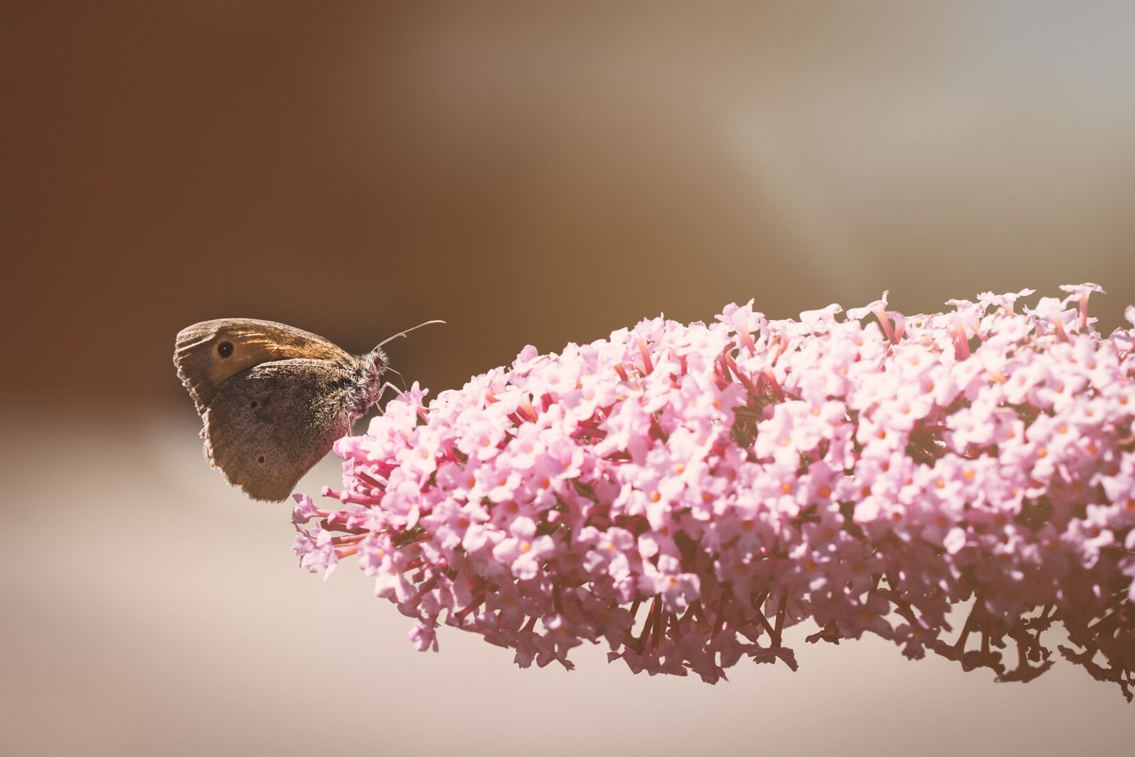 Nikon D7100 sample photo. Butterfly, meadow brown, male photography