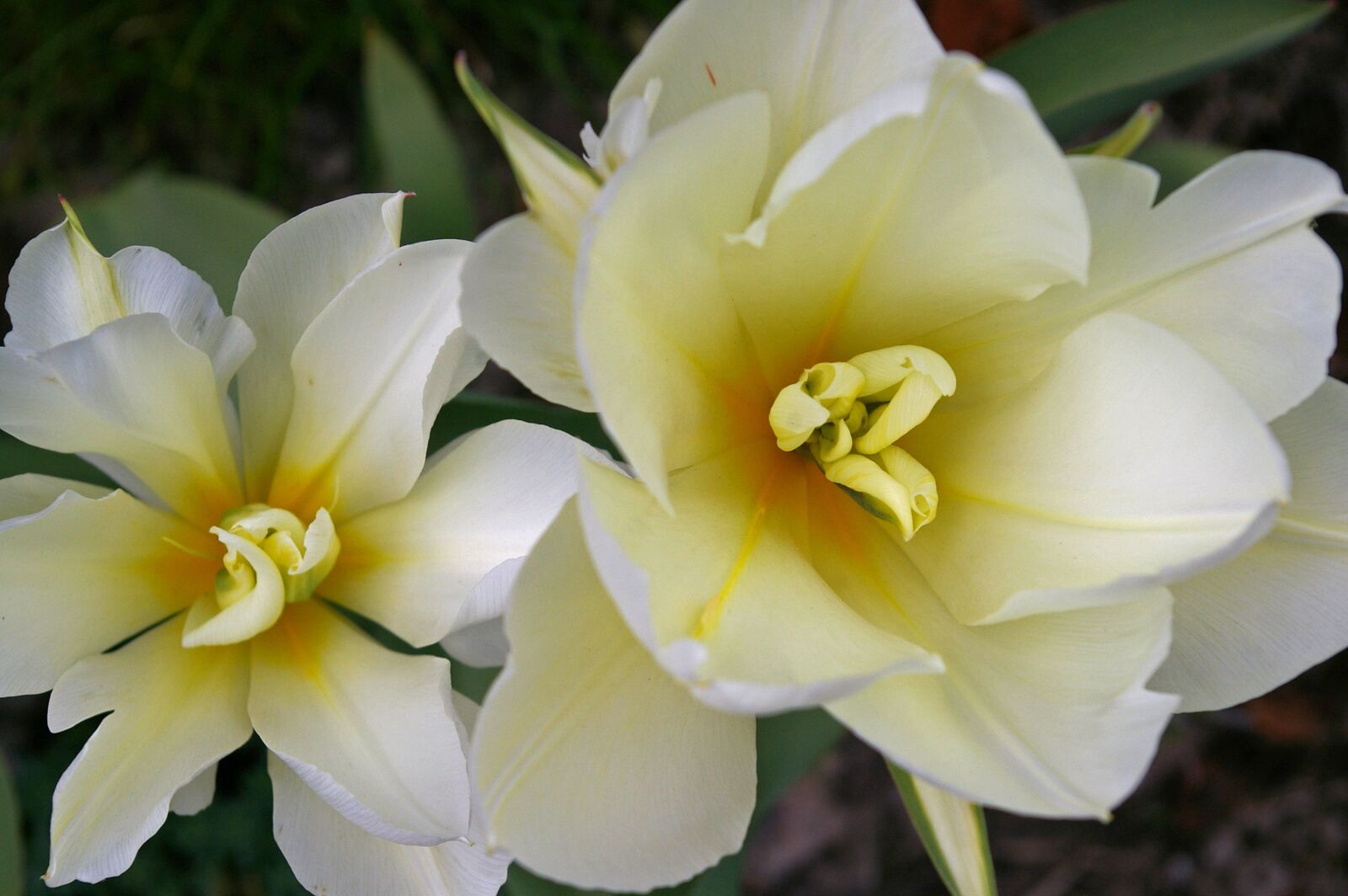 Pentax *ist DL2 sample photo. Tulips, white tulips, white photography