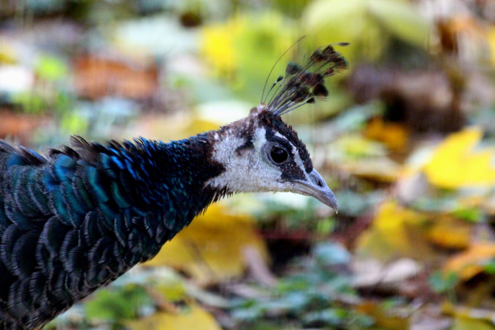 Canon EOS 650D (EOS Rebel T4i / EOS Kiss X6i) sample photo. Peacock, head, bird photography