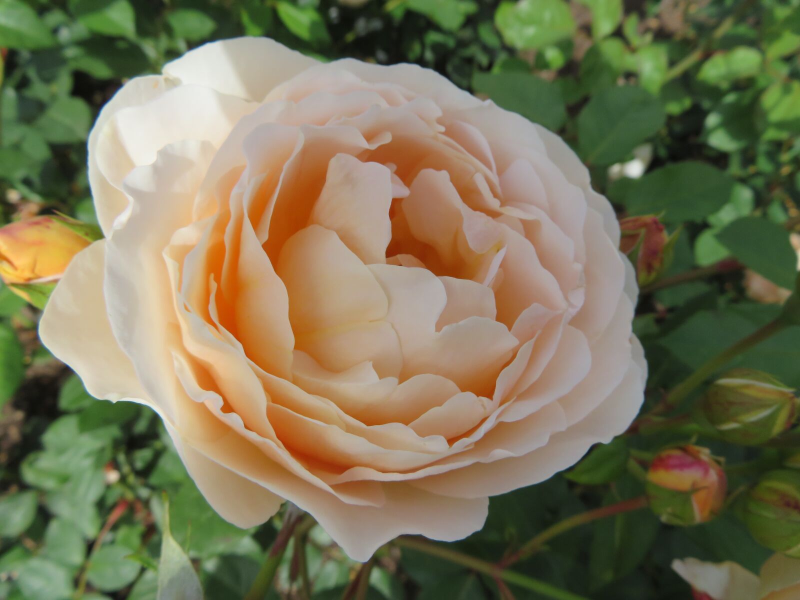Canon PowerShot SX720 HS sample photo. Flower, rose, plant photography