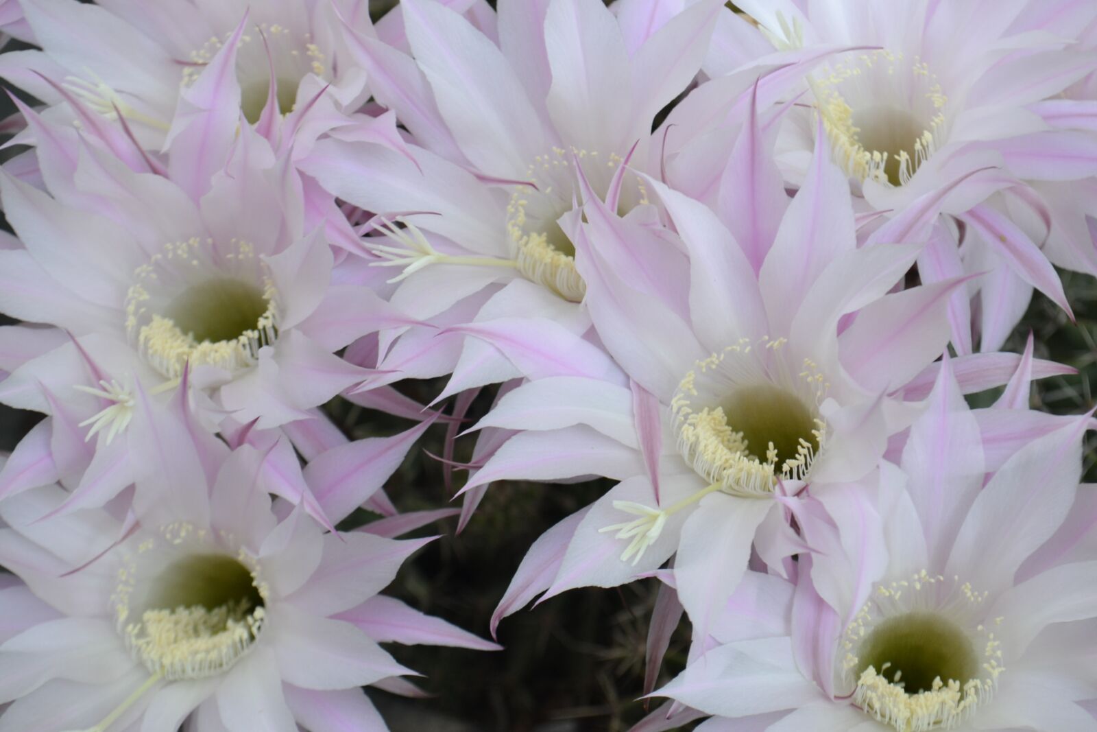 Nikon D3100 sample photo. Flower, nature, garden photography