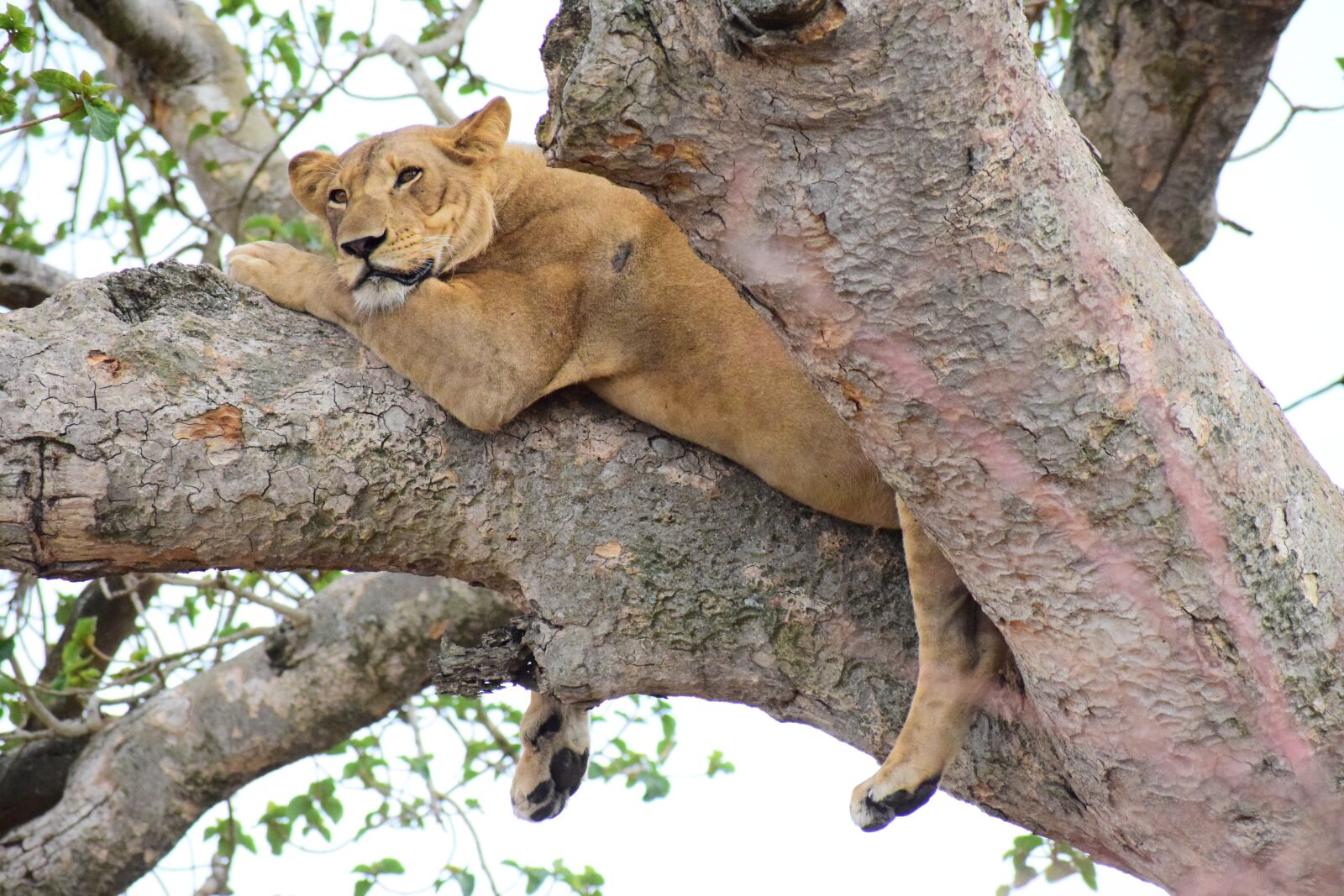 Nikon D5300 sample photo. Ishasha, lion, tree climbing photography