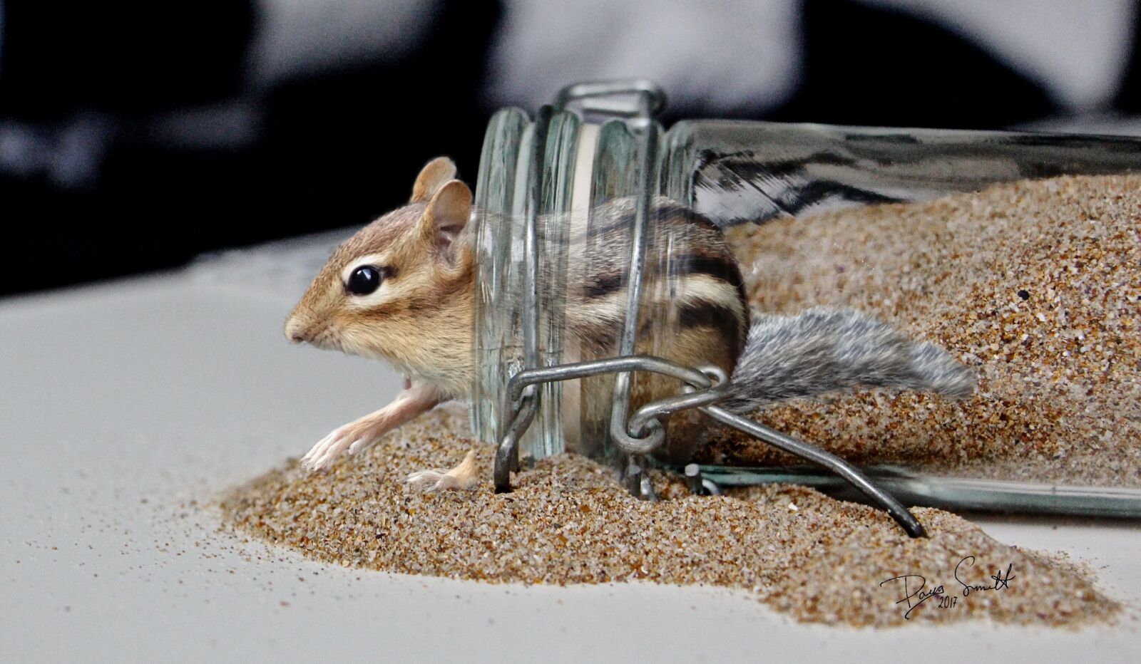 Canon EOS 700D (EOS Rebel T5i / EOS Kiss X7i) sample photo. Chipmunk, cute, funny photography