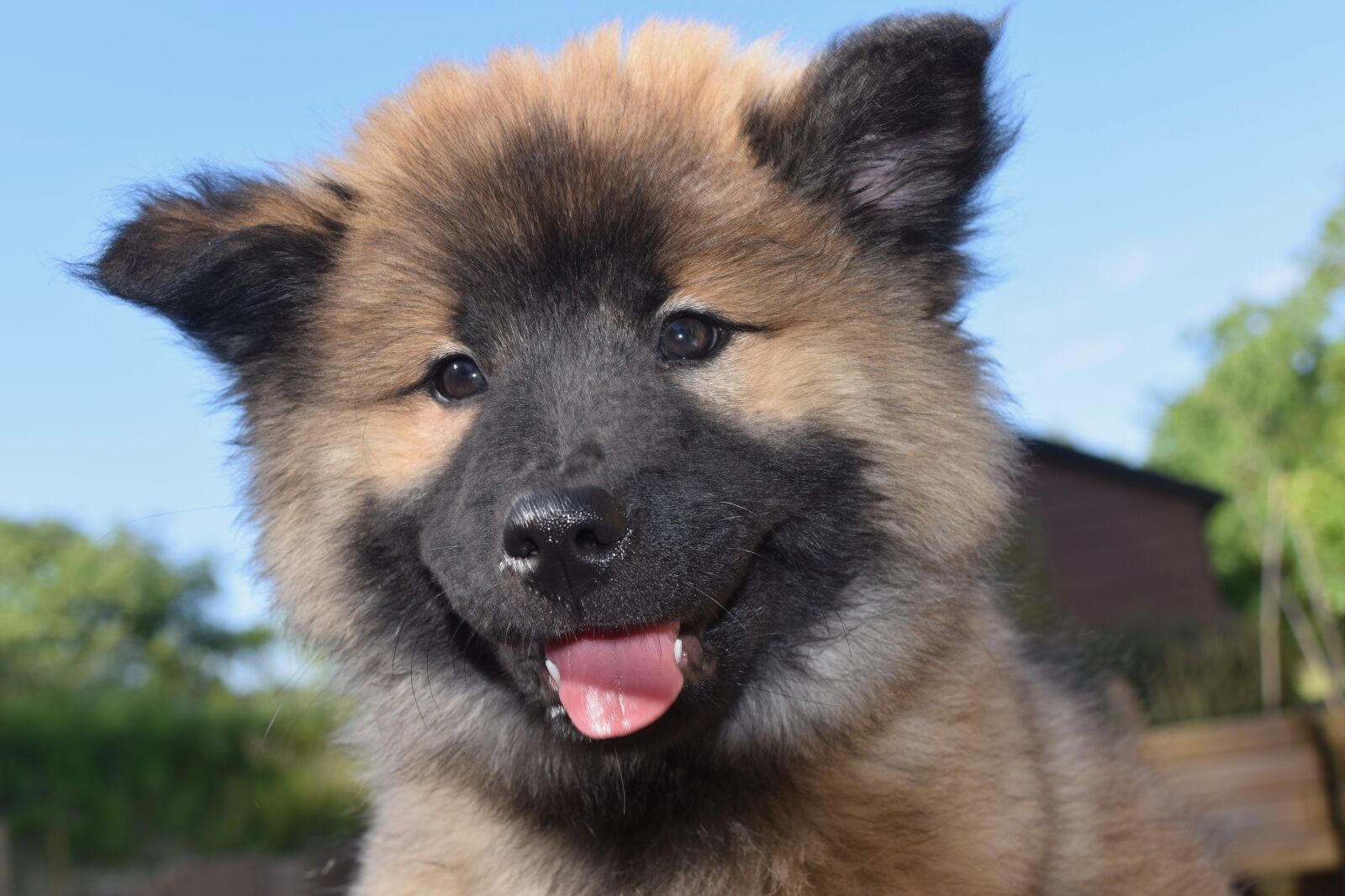 Nikon D5600 sample photo. Dog, pup, puppy photography