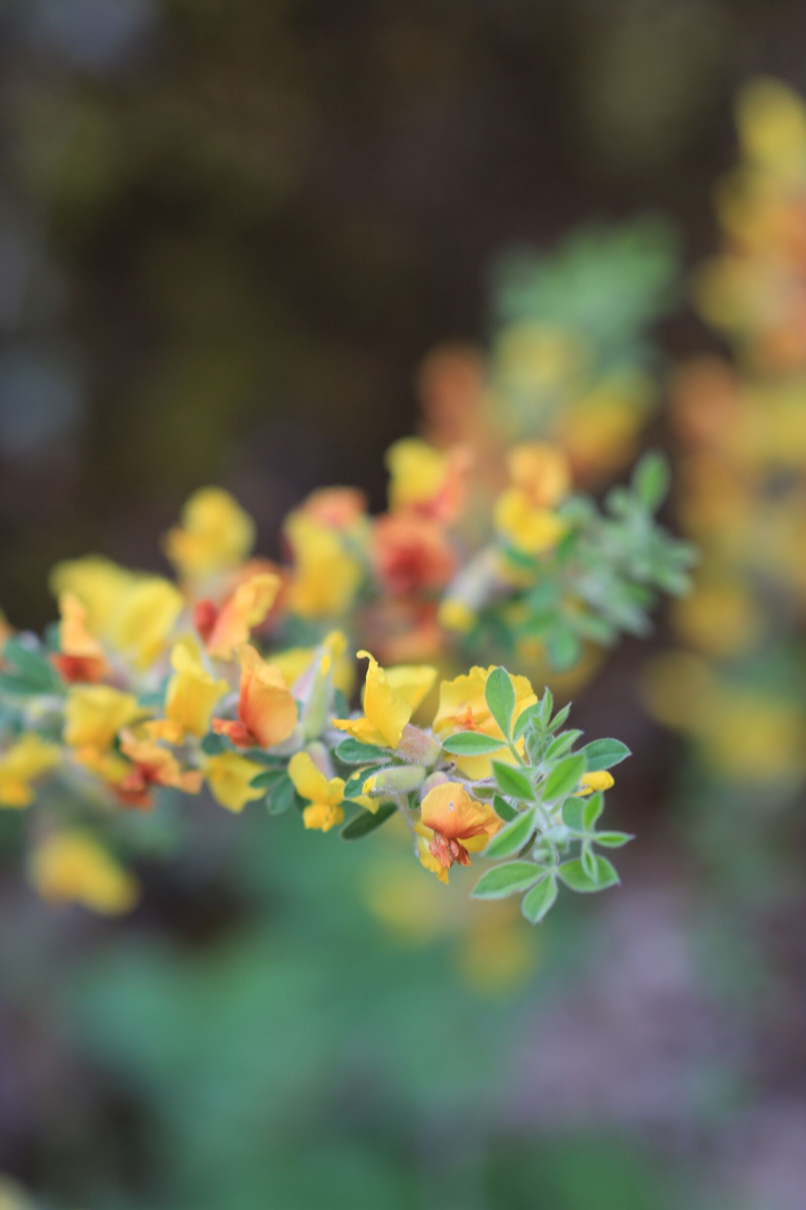 Canon EOS 70D + Canon EF 100mm F2.8 Macro USM sample photo. Green, yellow, flower photography