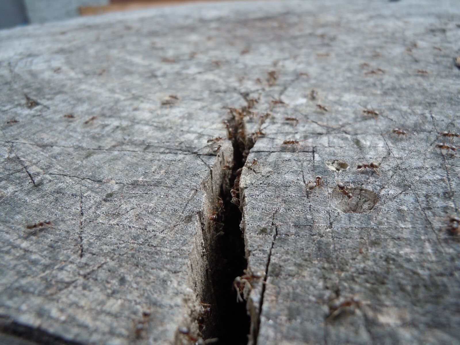 Nikon Coolpix S6000 sample photo. Ants, wood, insect photography
