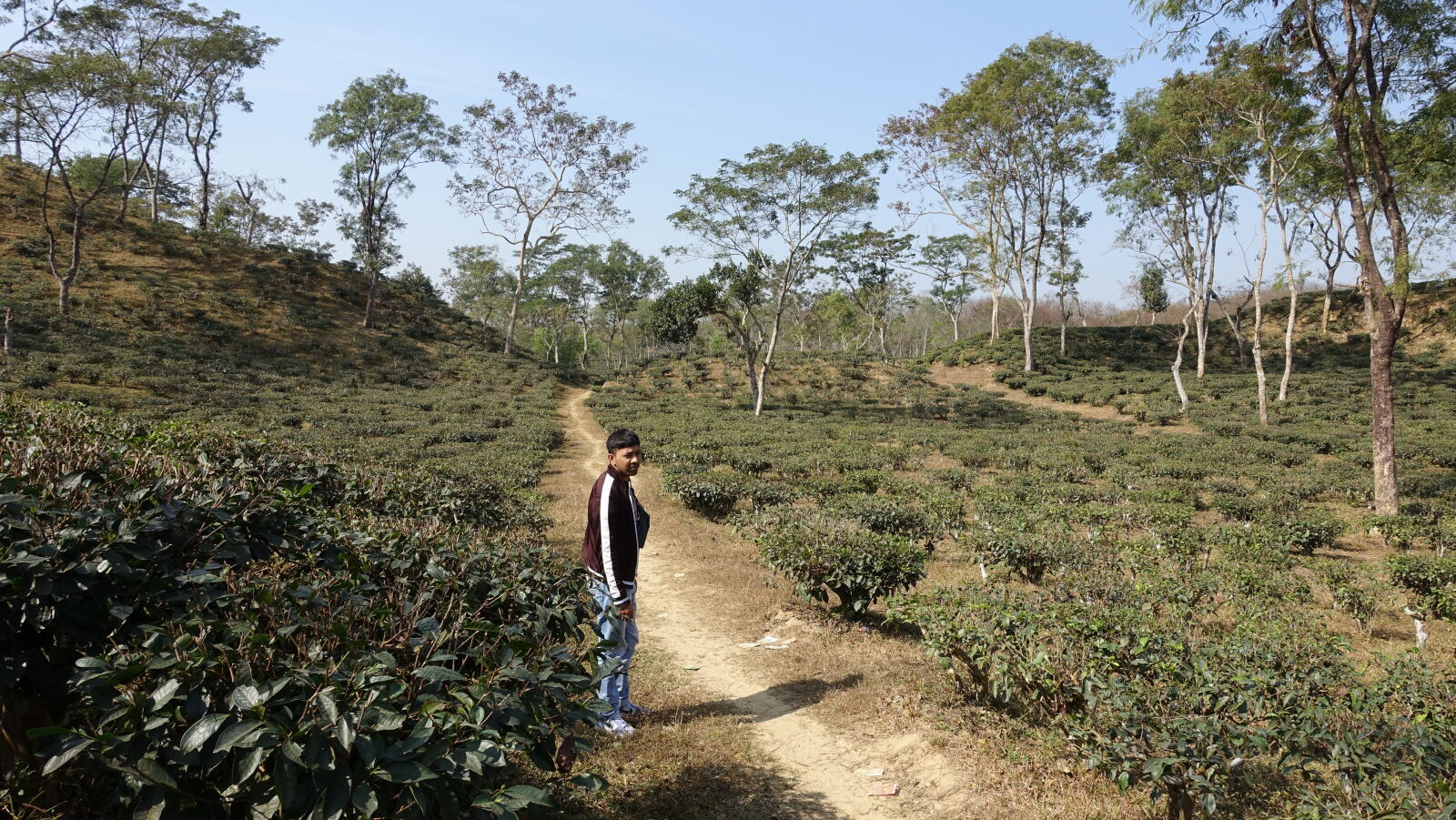 Sony Cyber-shot DSC-RX100 III sample photo. Hill, natural, tree, garden photography