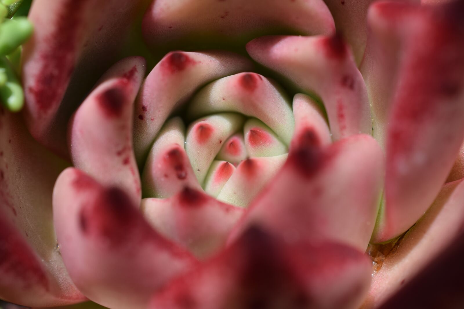 Nikon D5300 sample photo. Cactus, cactus flower, pink photography