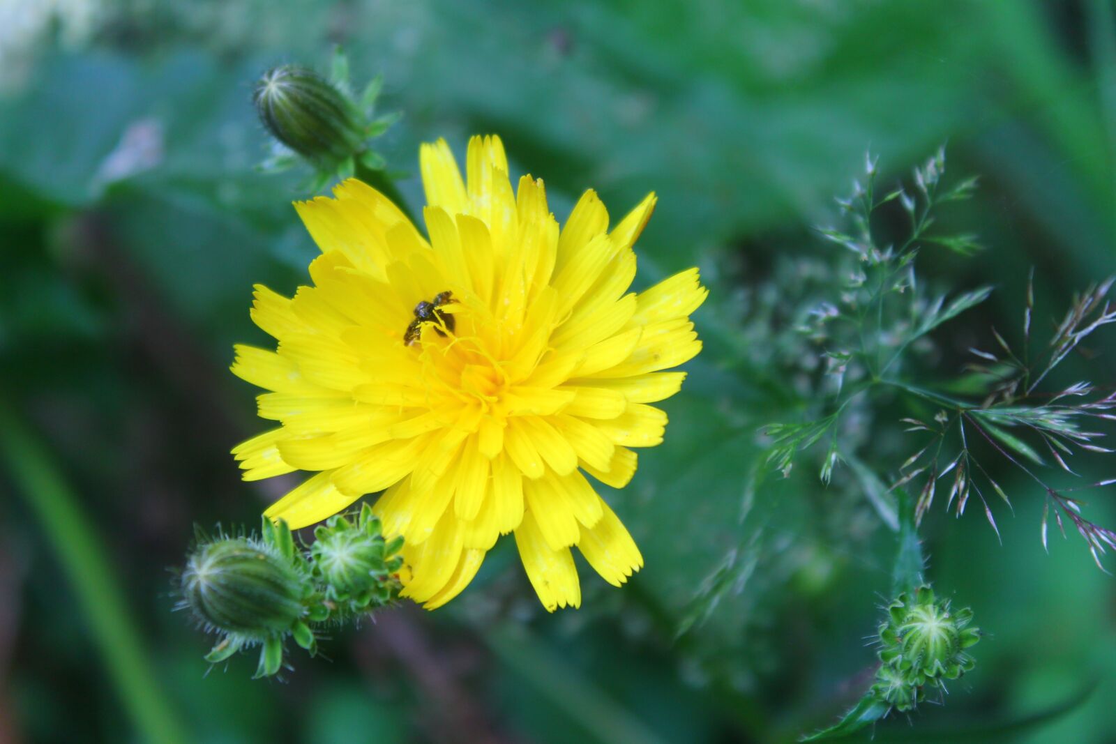 Canon EOS 1100D (EOS Rebel T3 / EOS Kiss X50) sample photo. Landscape, fresh air, mountain photography