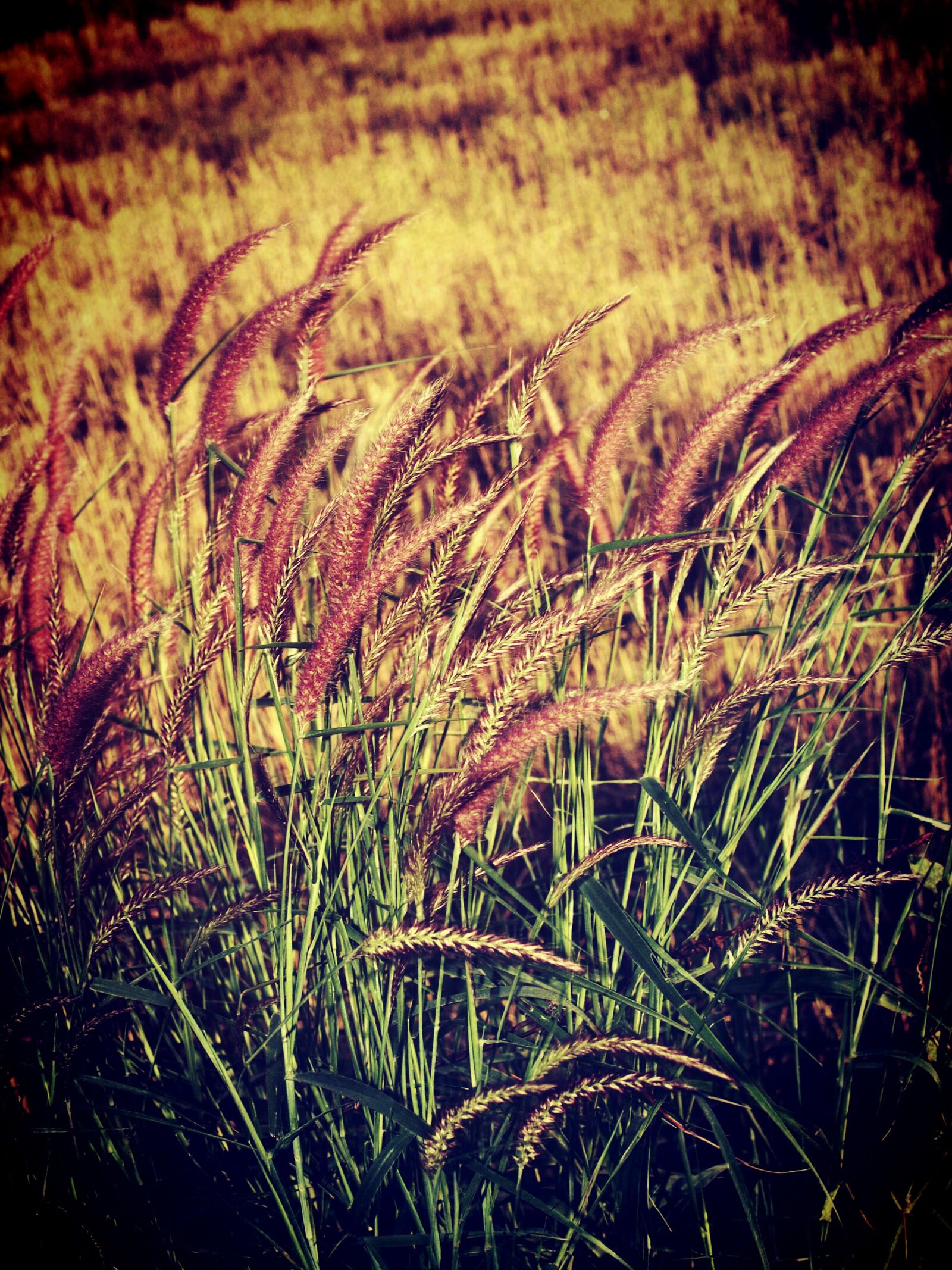 Olympus E-300 (EVOLT E-300) sample photo. Field, filter, flora photography