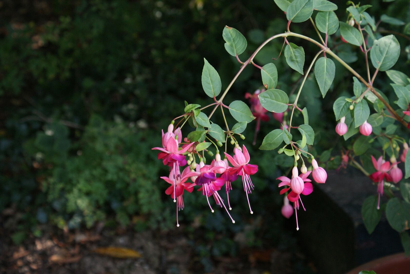 Sony Alpha DSLR-A200 sample photo. Flower, plant, garden photography