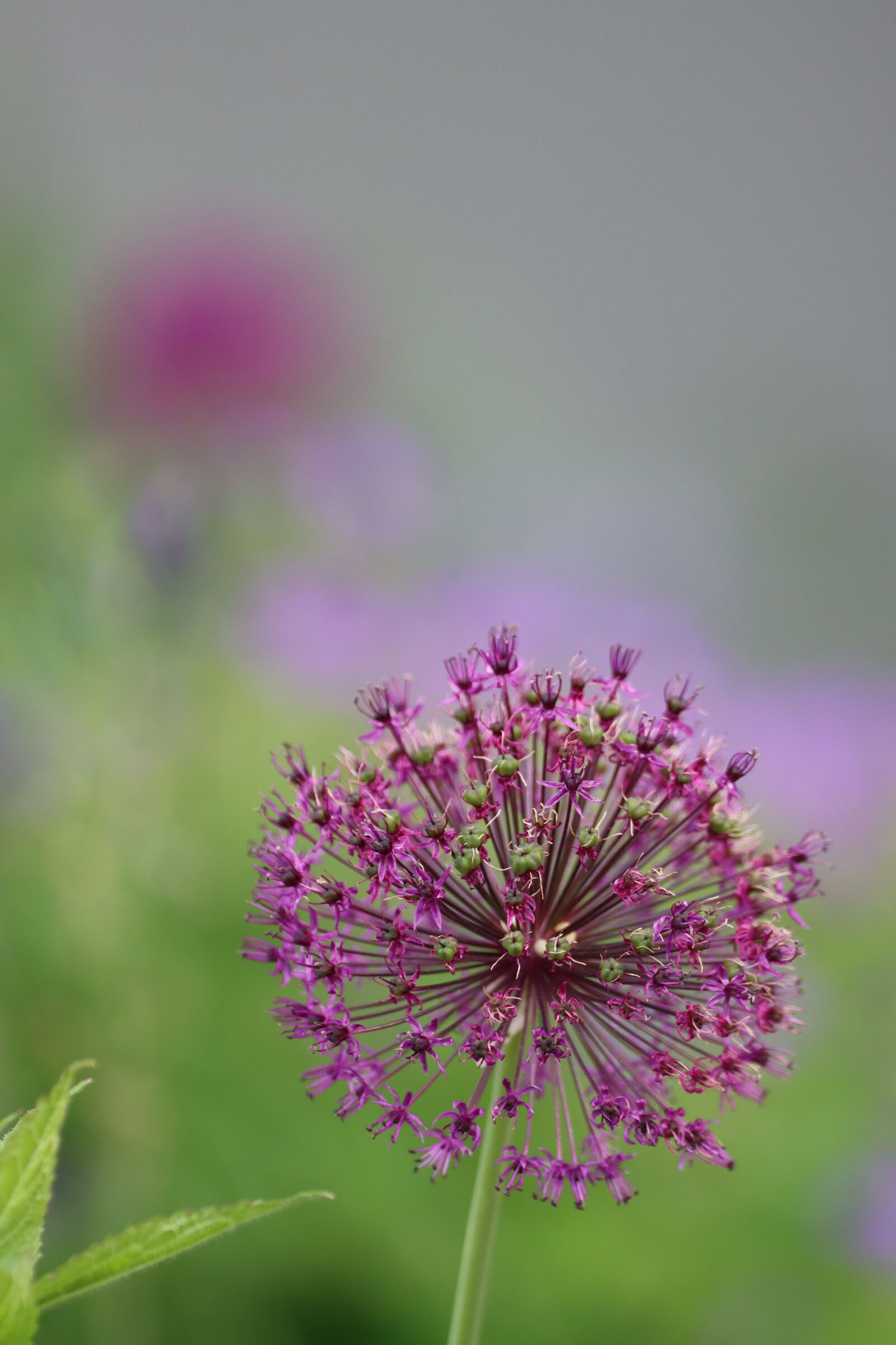 Canon EOS 90D sample photo. Flowers, meadow, yellow photography