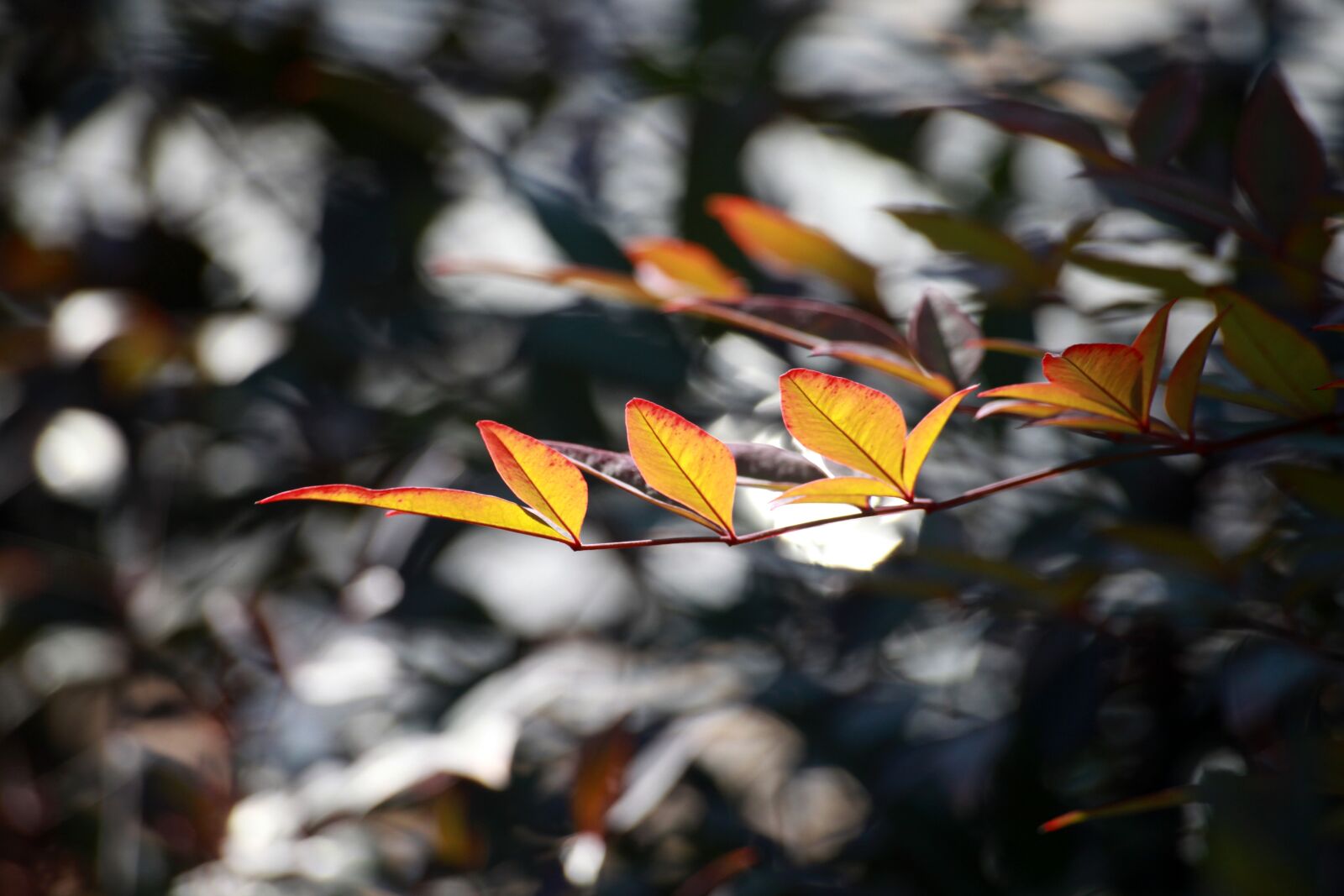 Canon EOS 5D Mark II sample photo. The leaves, wipes, leaf photography