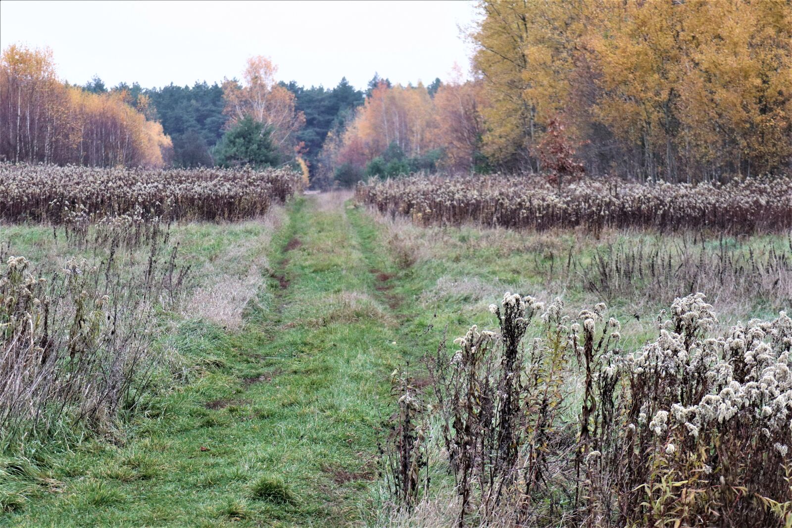 Canon EOS M6 sample photo. November, landscape, meadow photography