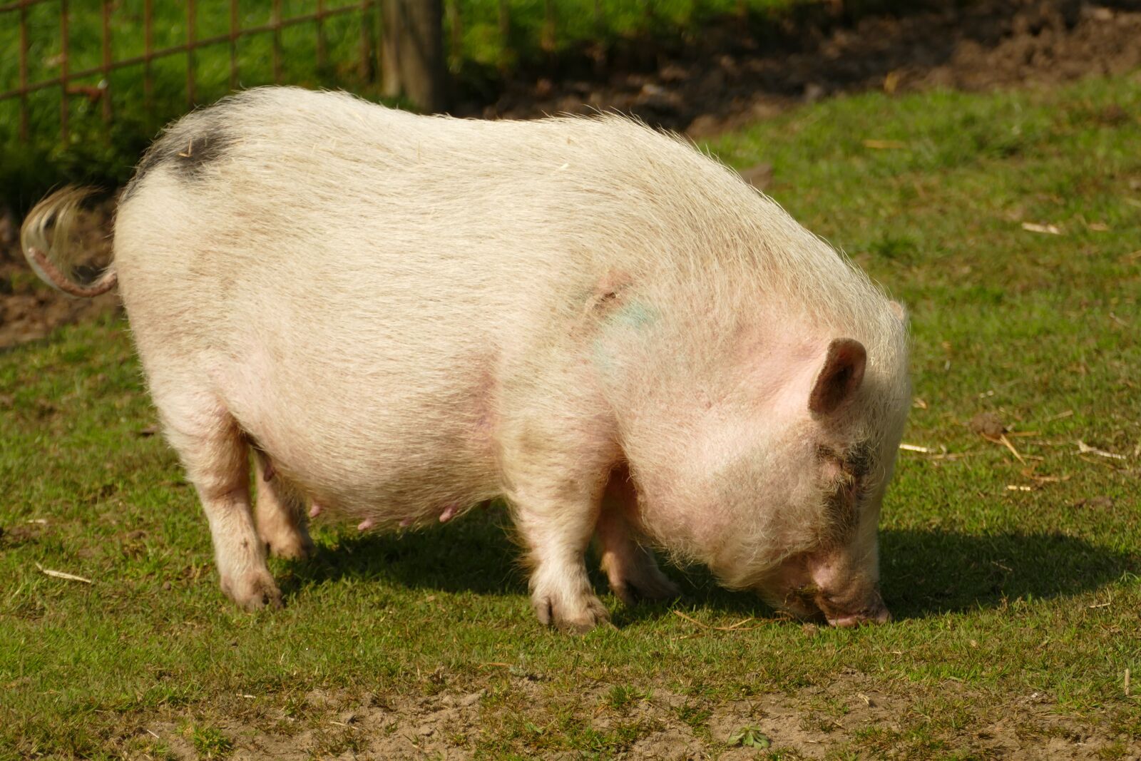 Panasonic Lumix DMC-FZ1000 sample photo. Pig, hog, potbellied pig photography