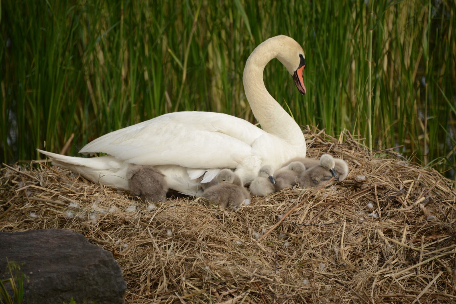 Nikon D600 sample photo. Swan, duck, bird photography