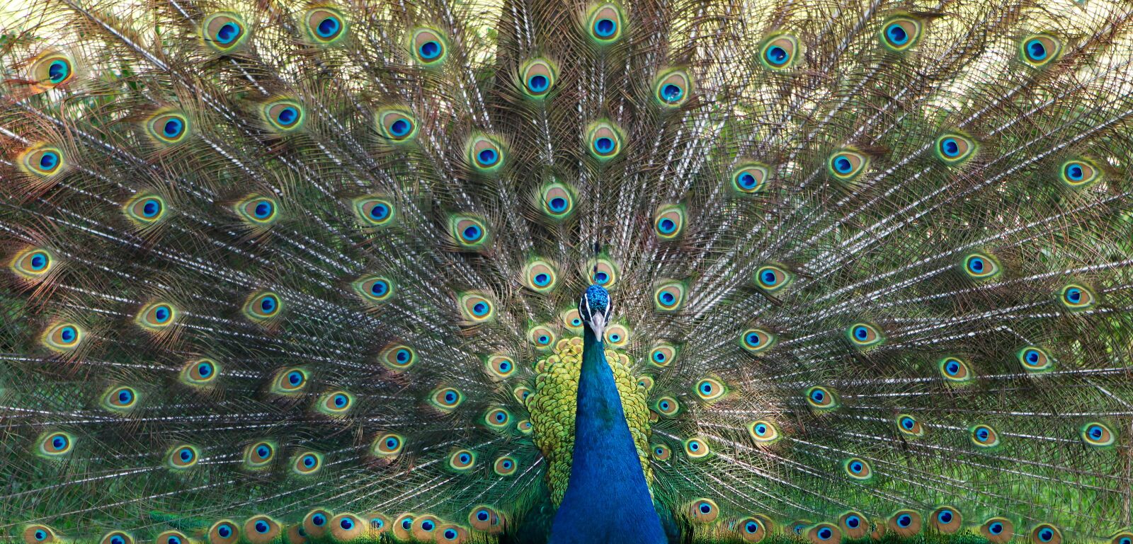 Canon EOS 50D sample photo. Peacock, bird, animal photography