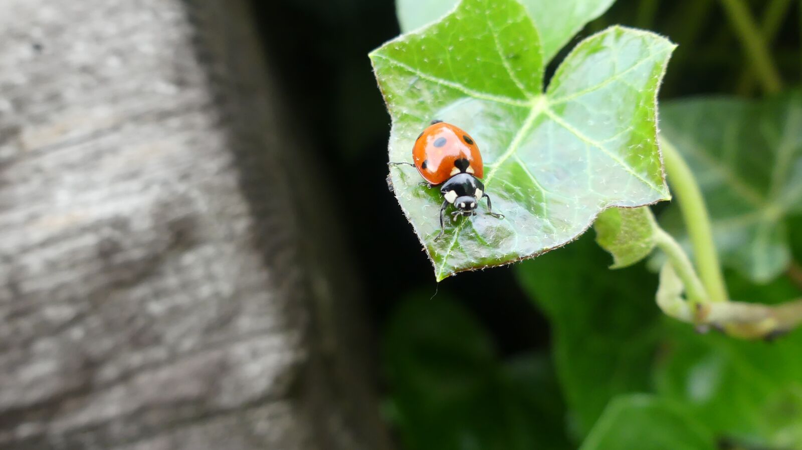 Panasonic Lumix DMC-FZ300 sample photo. Ladybug, leaf, beetle photography