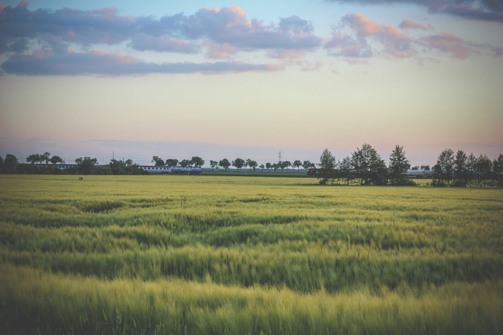 Canon EOS 600D (Rebel EOS T3i / EOS Kiss X5) + Canon EF 50mm F1.8 STM sample photo. Nature, field, summer photography