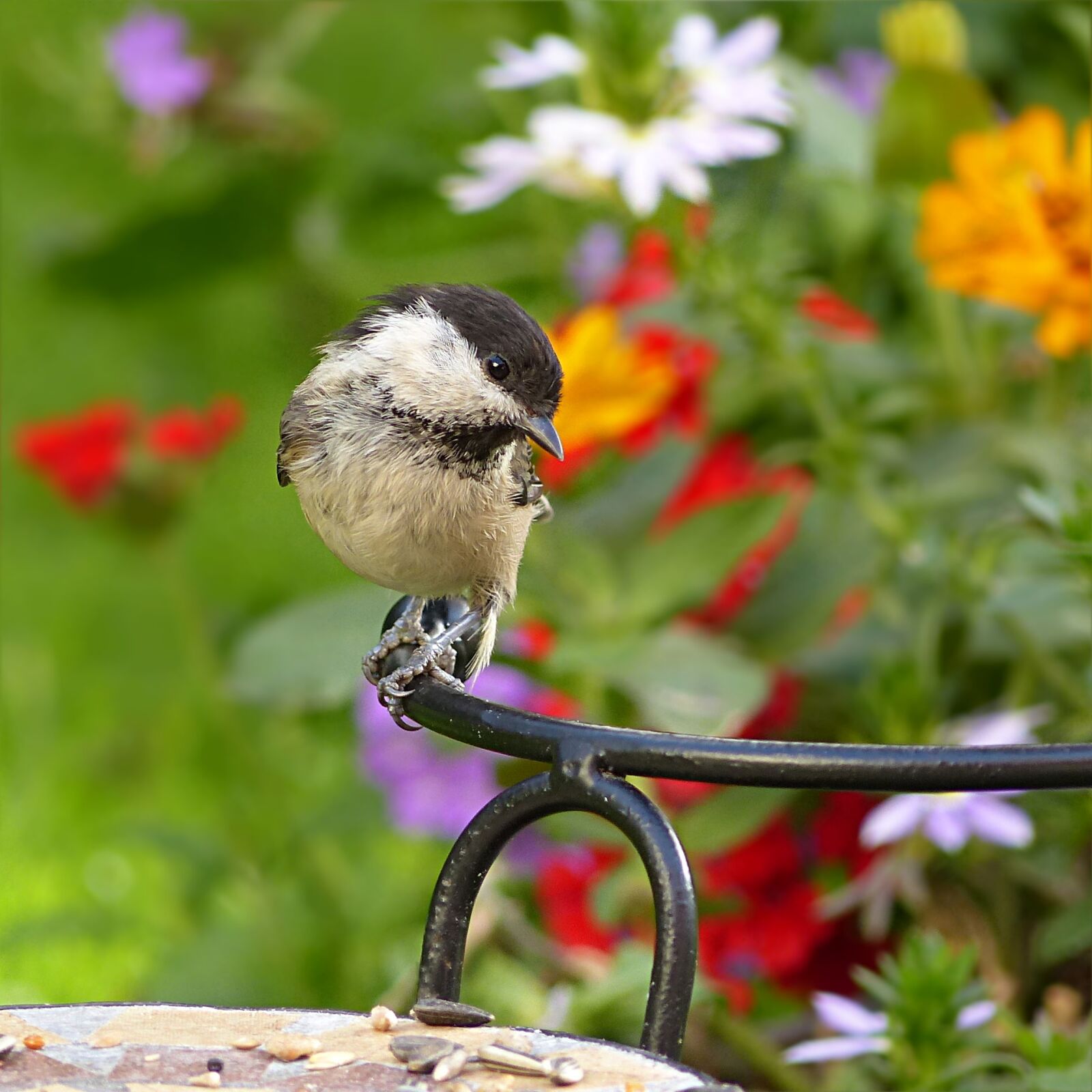 Panasonic Lumix DMC-FZ200 sample photo. Marsh tit, parus palustris photography