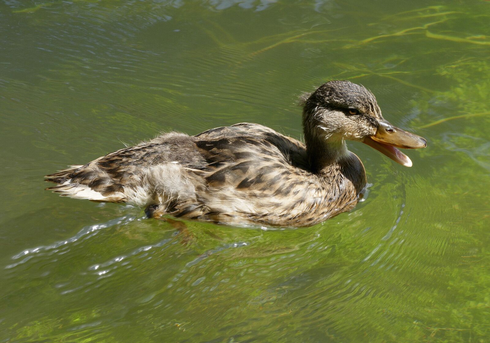 Panasonic Lumix DMC-FZ1000 sample photo. Duck, mallard, mallard female photography