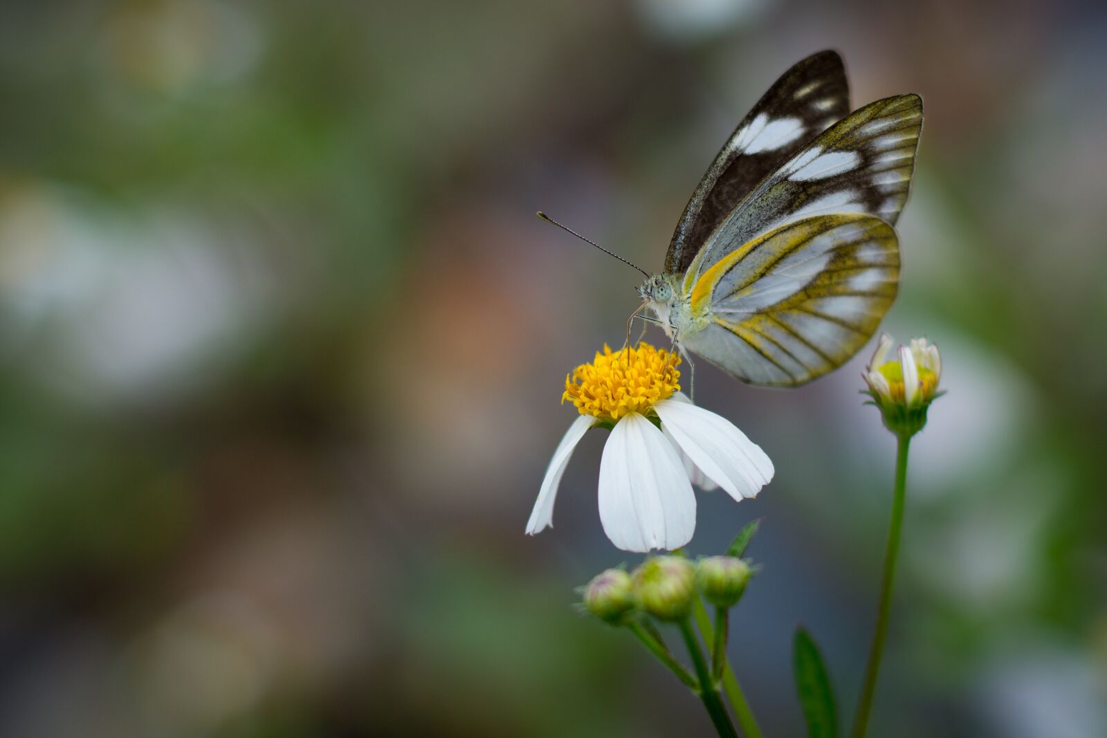 Nikon D7100 sample photo. Butterfly, flower, nature photography