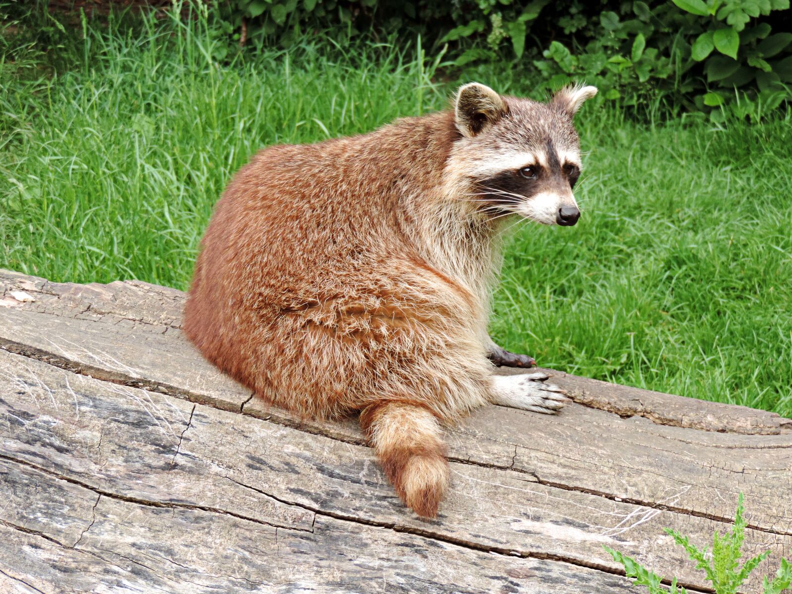 Nikon Coolpix P520 sample photo. Raccoon, small bear, wild photography