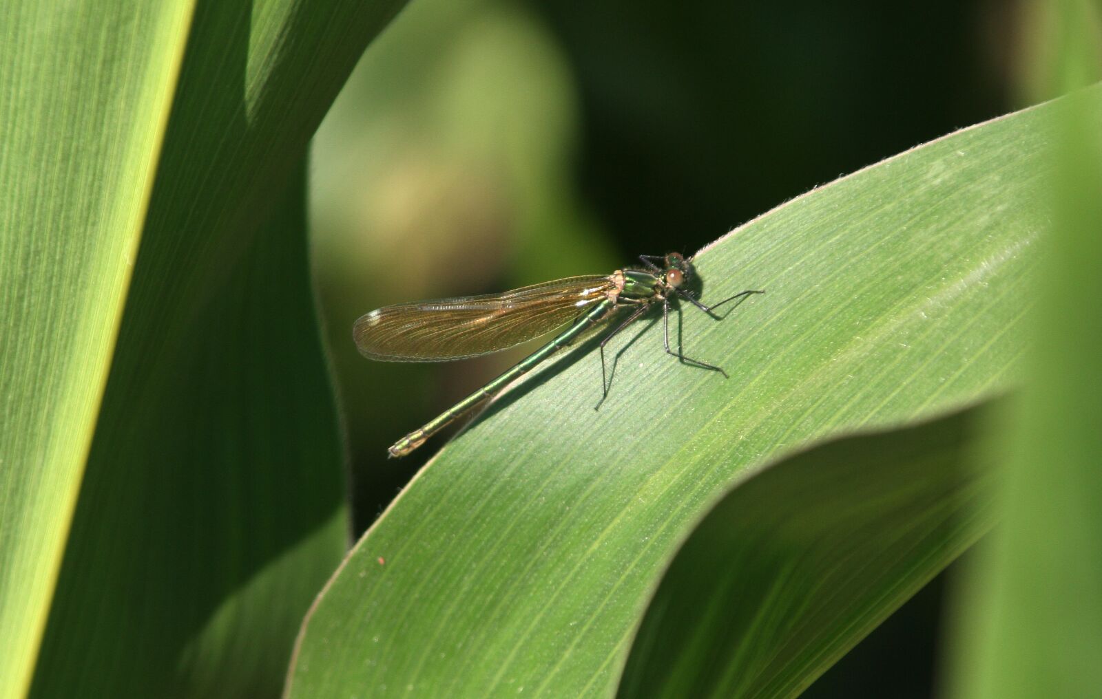 Canon EOS 350D (EOS Digital Rebel XT / EOS Kiss Digital N) sample photo. Dragonfly, leaf, corn photography