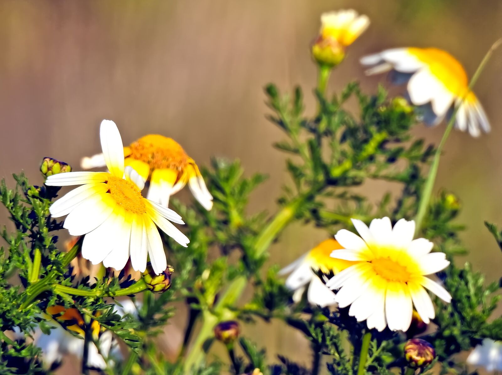 Nikon Coolpix P900 sample photo. Daisy, flower, nature photography