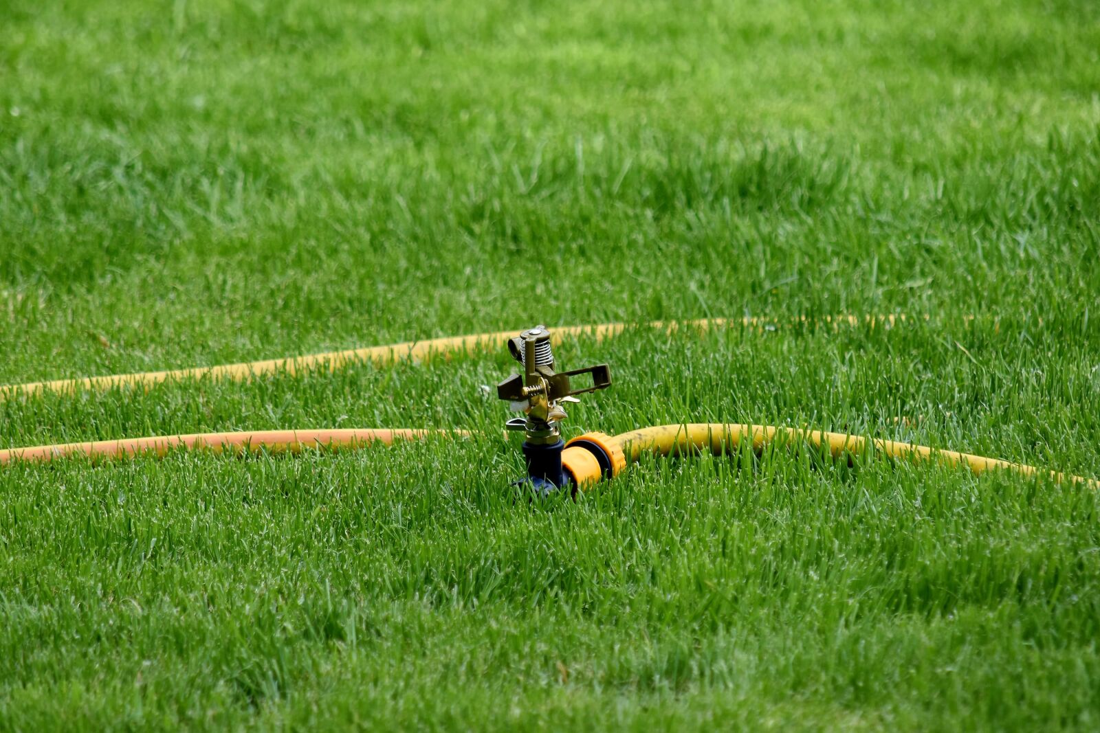 Nikon D5500 sample photo. Faucet, green grass, hose photography